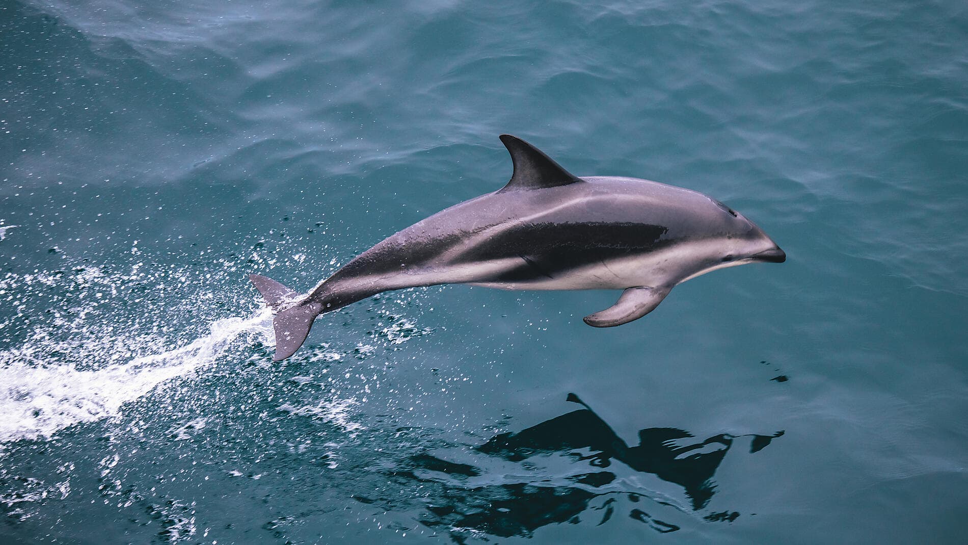 Abenteuer durch das Südpolarmeer bis zur Halbinsel Valdés