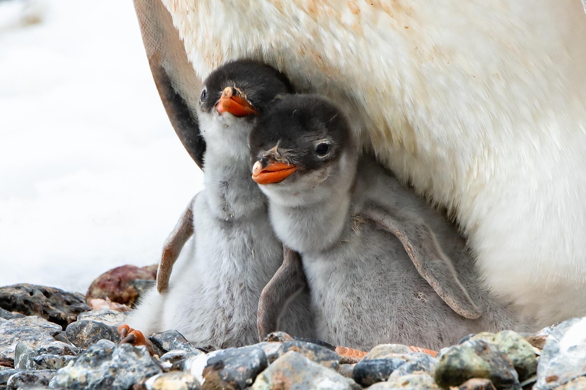 Antarktis, Falklandinseln & Südgeorgien  