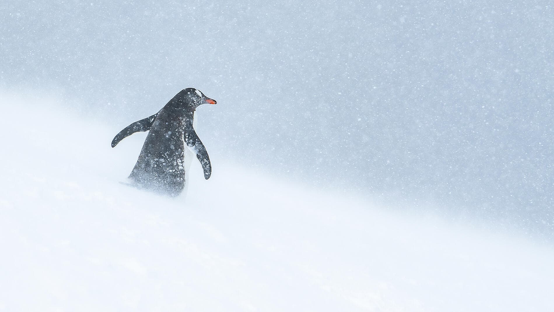 Halbumrundung Antarktis – Entdeckung der Ostküste