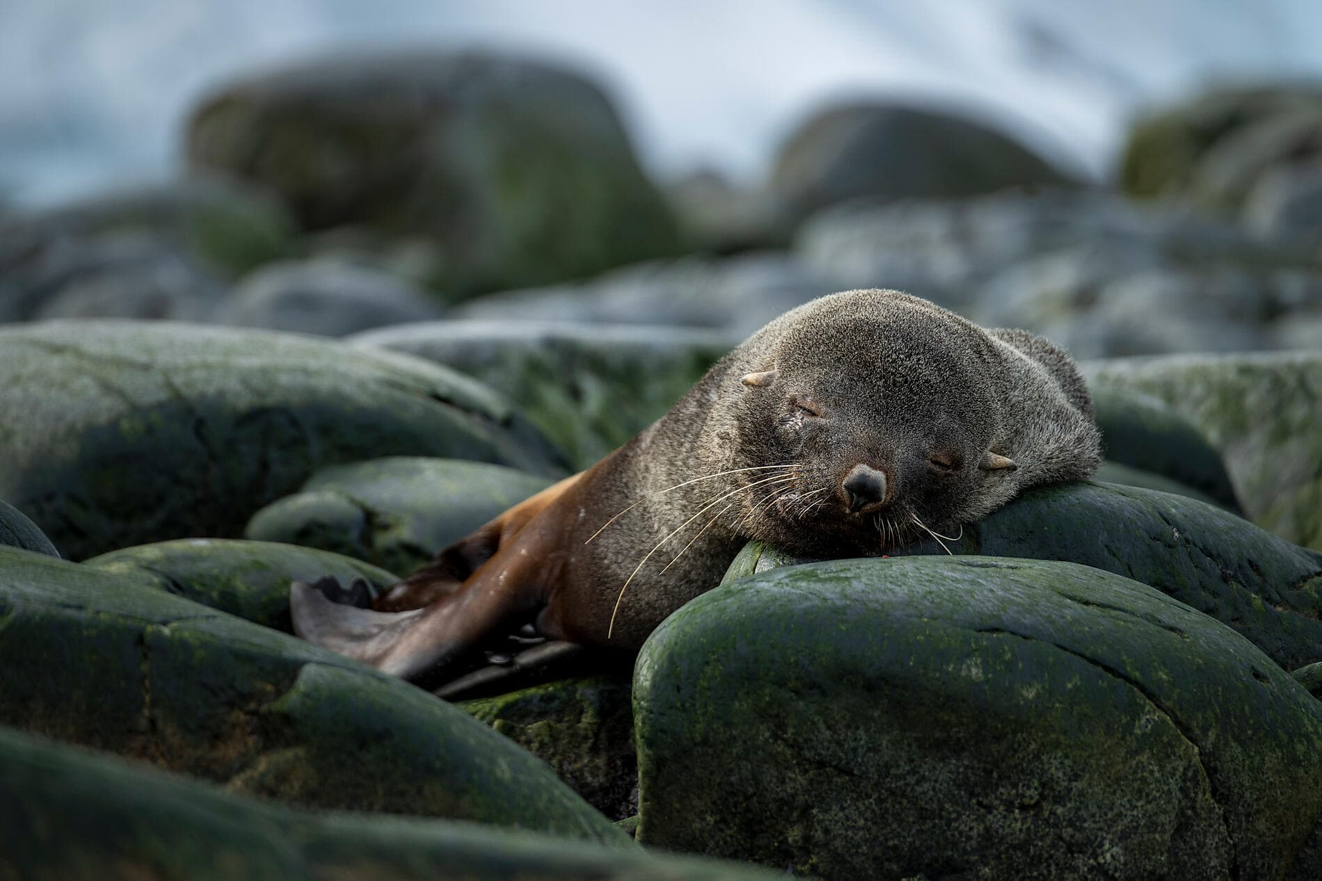 Halbumrundung Antarktis – die unerforschte Ostküste