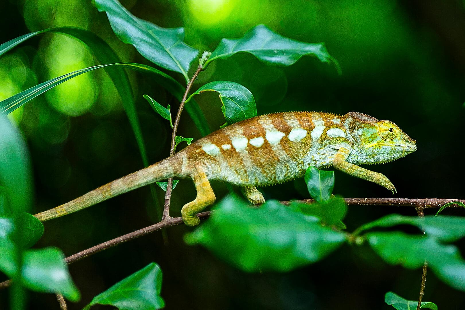 Madagaskar und Südafrika