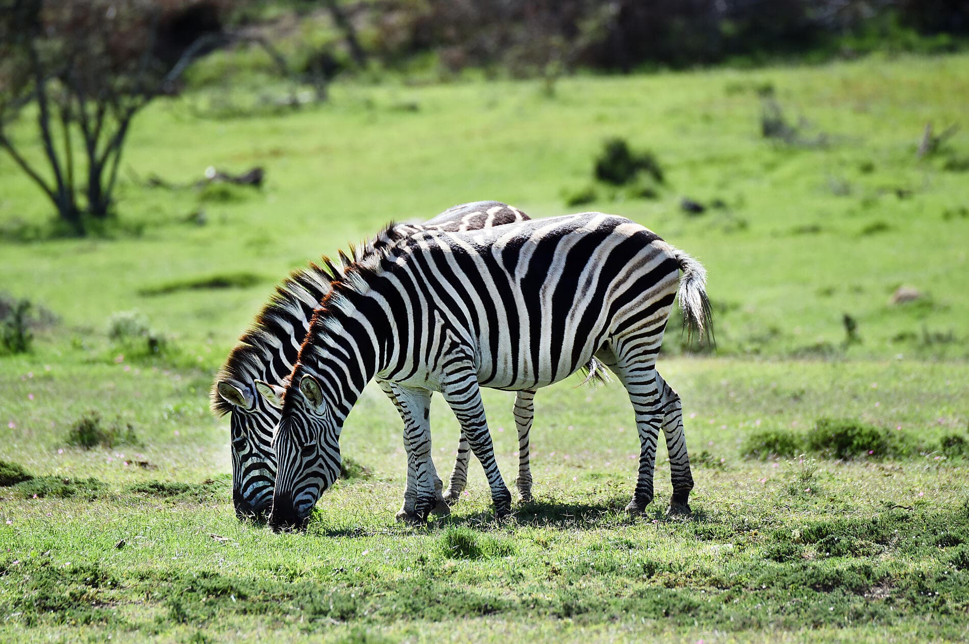 Südafrika und Namibia vom Meer aus: Rund um das Kap der Guten Hoffnung – mit Smithsonian Journeys 