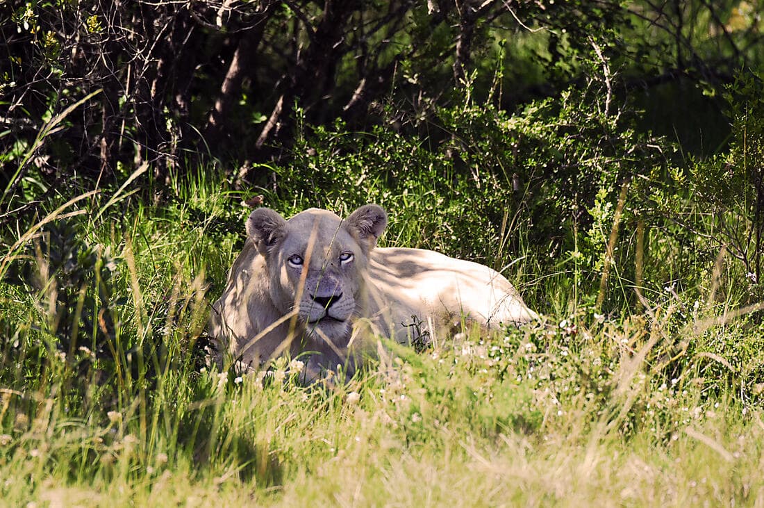 Südafrika und Namibia vom Meer aus: Rund um das Kap der Guten Hoffnung – mit Smithsonian Journeys
