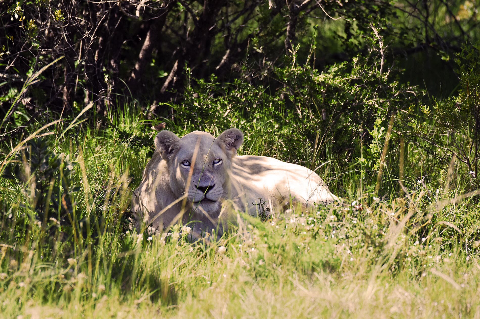 Südafrika und Namibia vom Meer aus: Rund um das Kap der Guten Hoffnung – mit Smithsonian Journeys