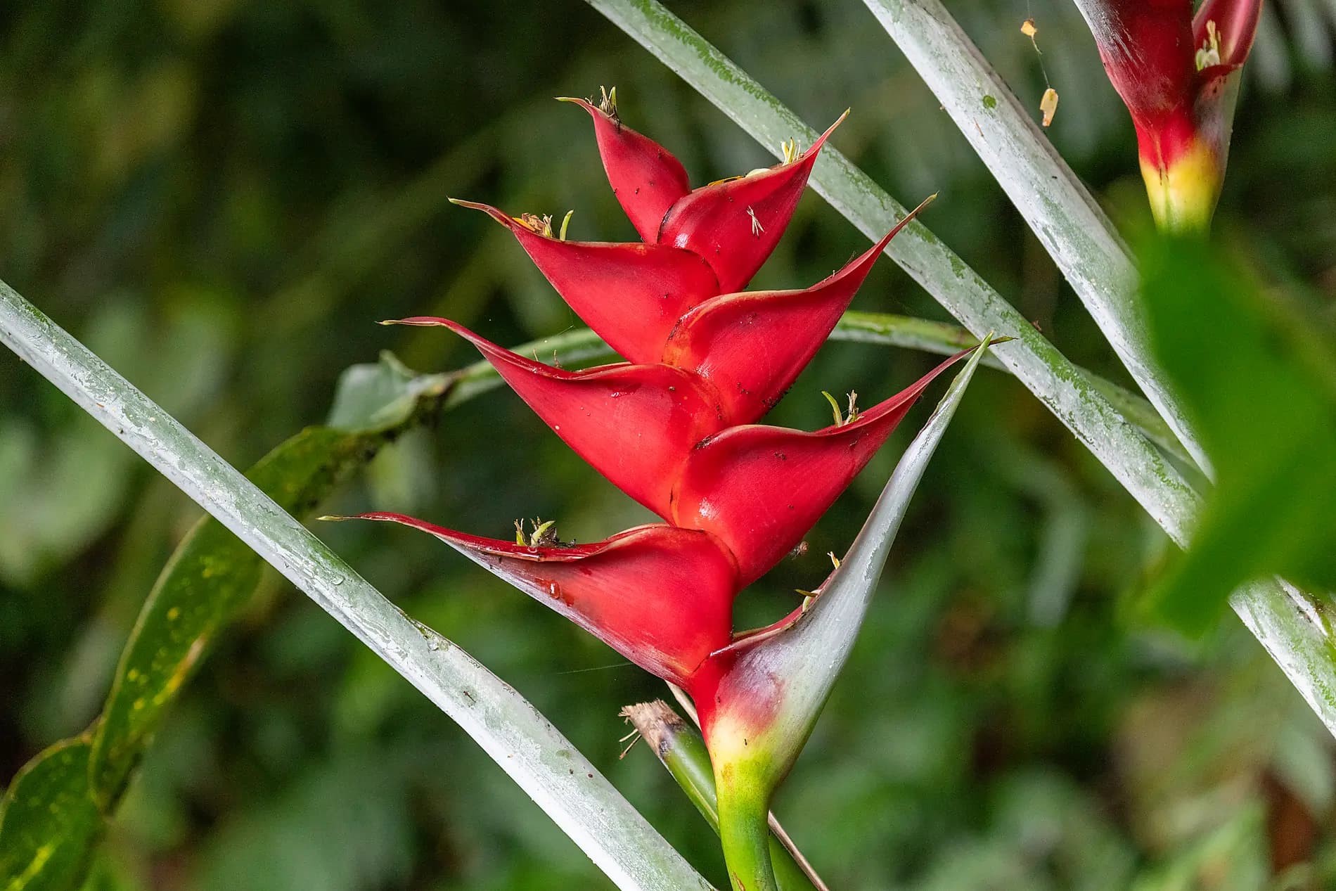 Cook- und Gesellschaftsinseln 