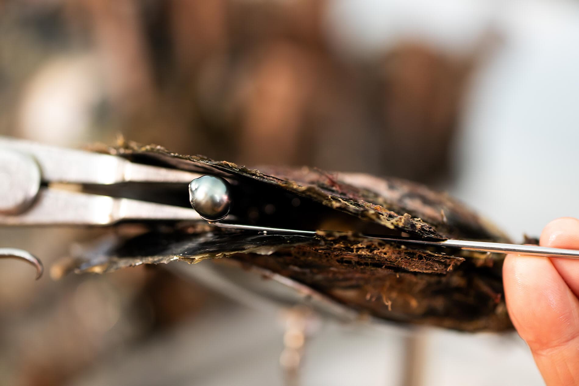 Marquesas, Tuamotu und Gesellschaftsinseln 