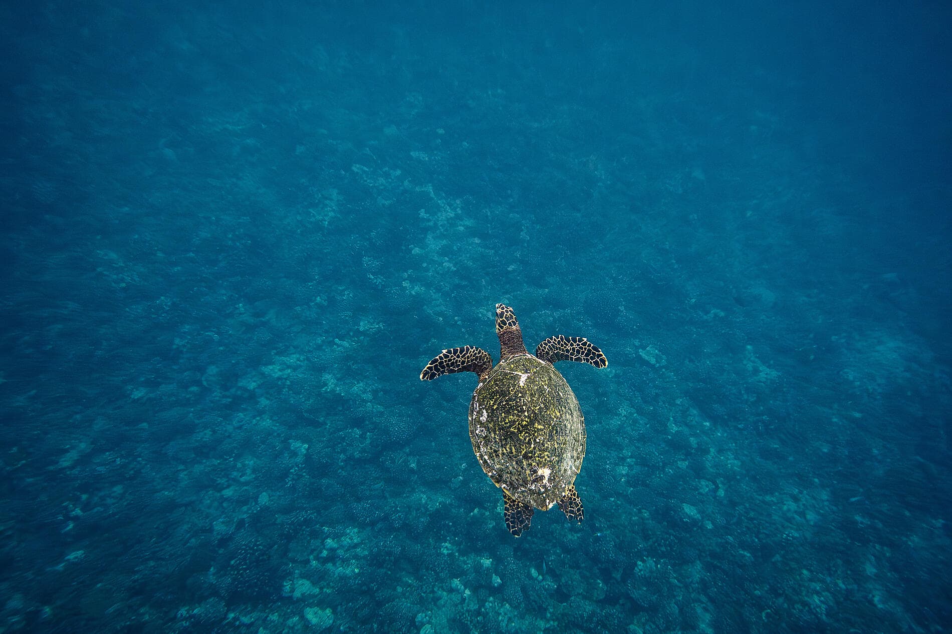 Marquesas, Tuamotu und Gesellschaftsinseln 