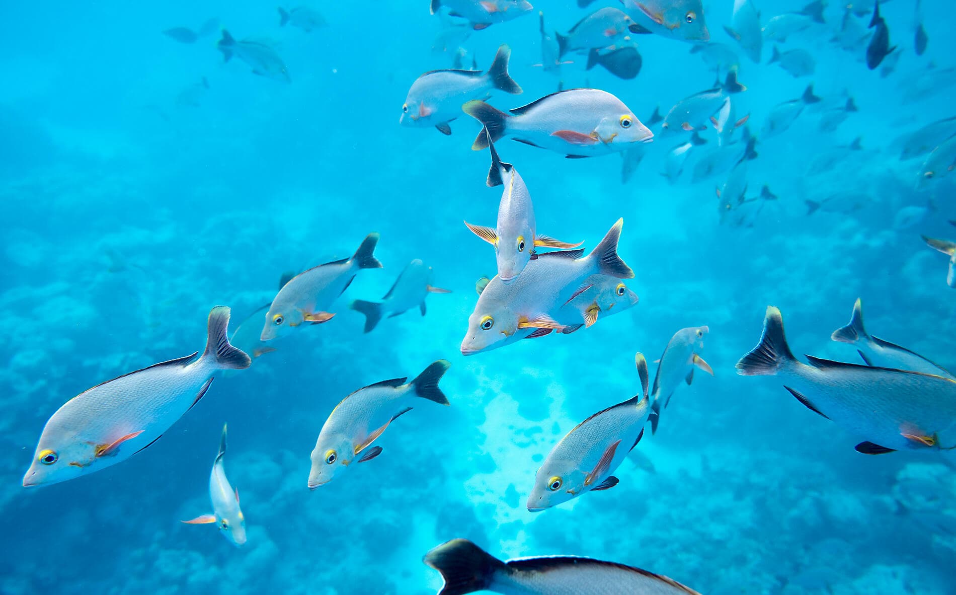 Gesellschaftsinseln und Tuamotu-Archipel  