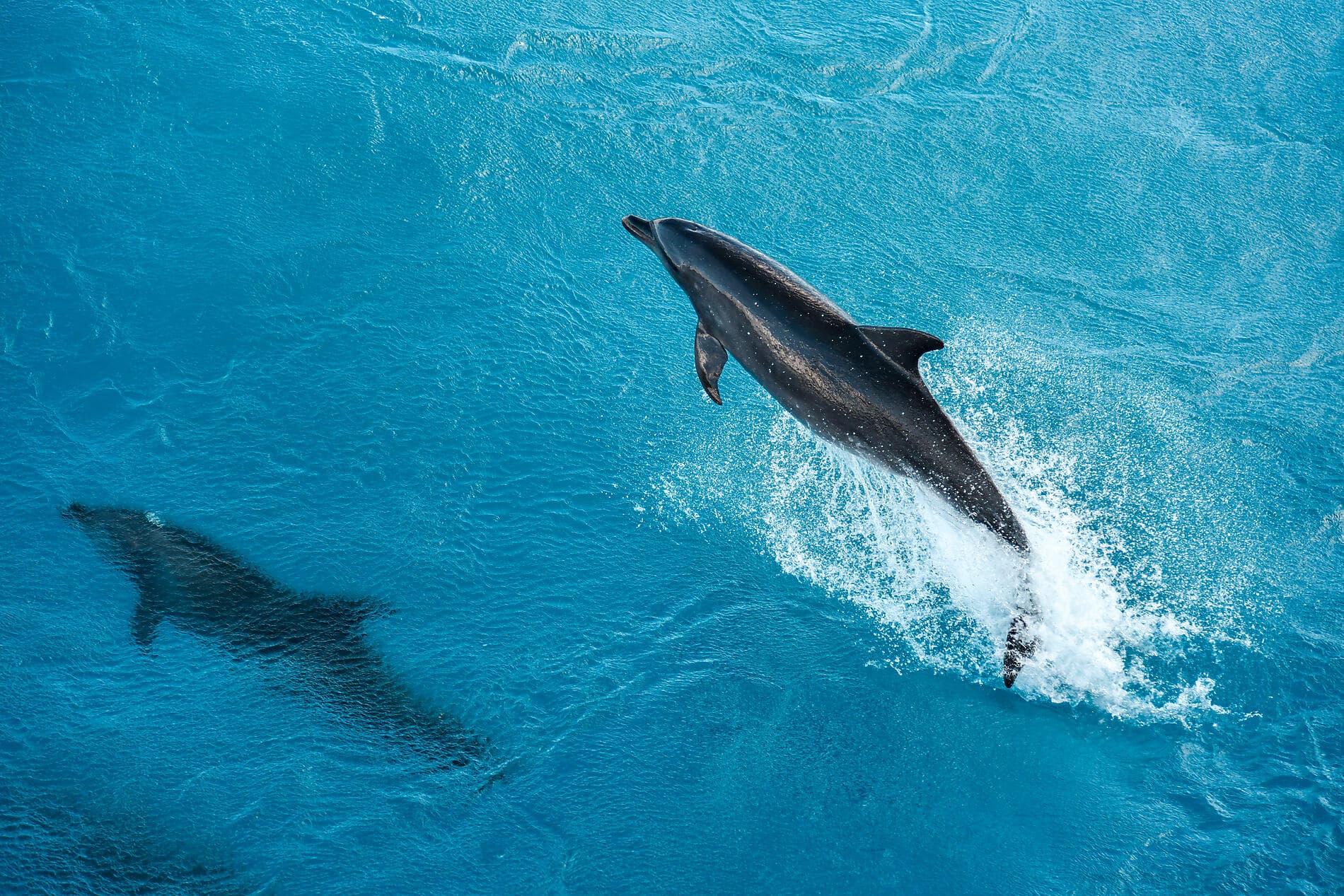 Marquesas, Tuamotu und Gesellschaftsinseln 