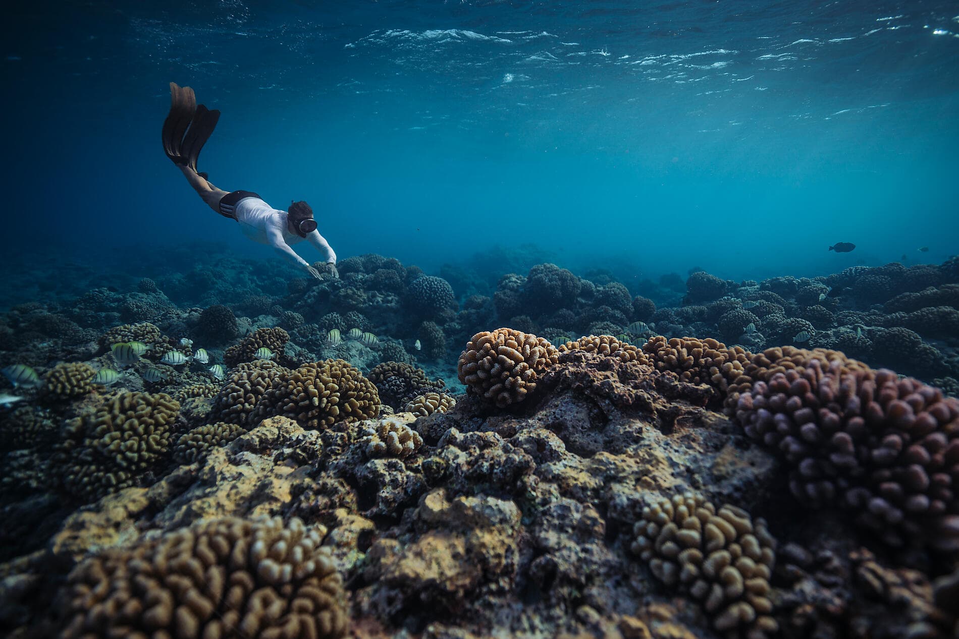 Gesellschaftsinseln und Tuamotu-Archipel  