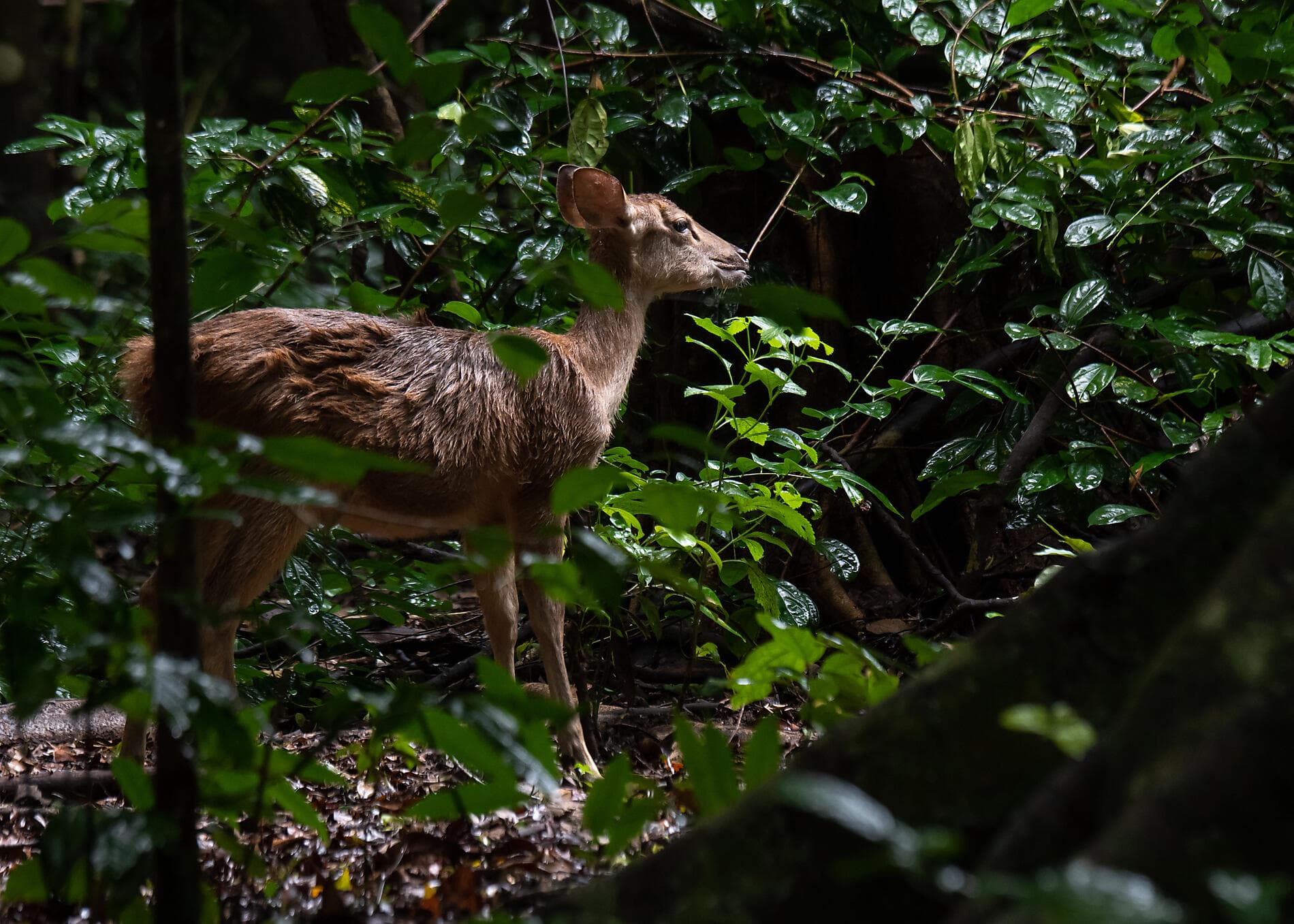 Inseln, Städte und Vulkane Indonesiens  