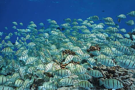 15. Mär 26 - Rangiroa, Tuamotu-Archipel