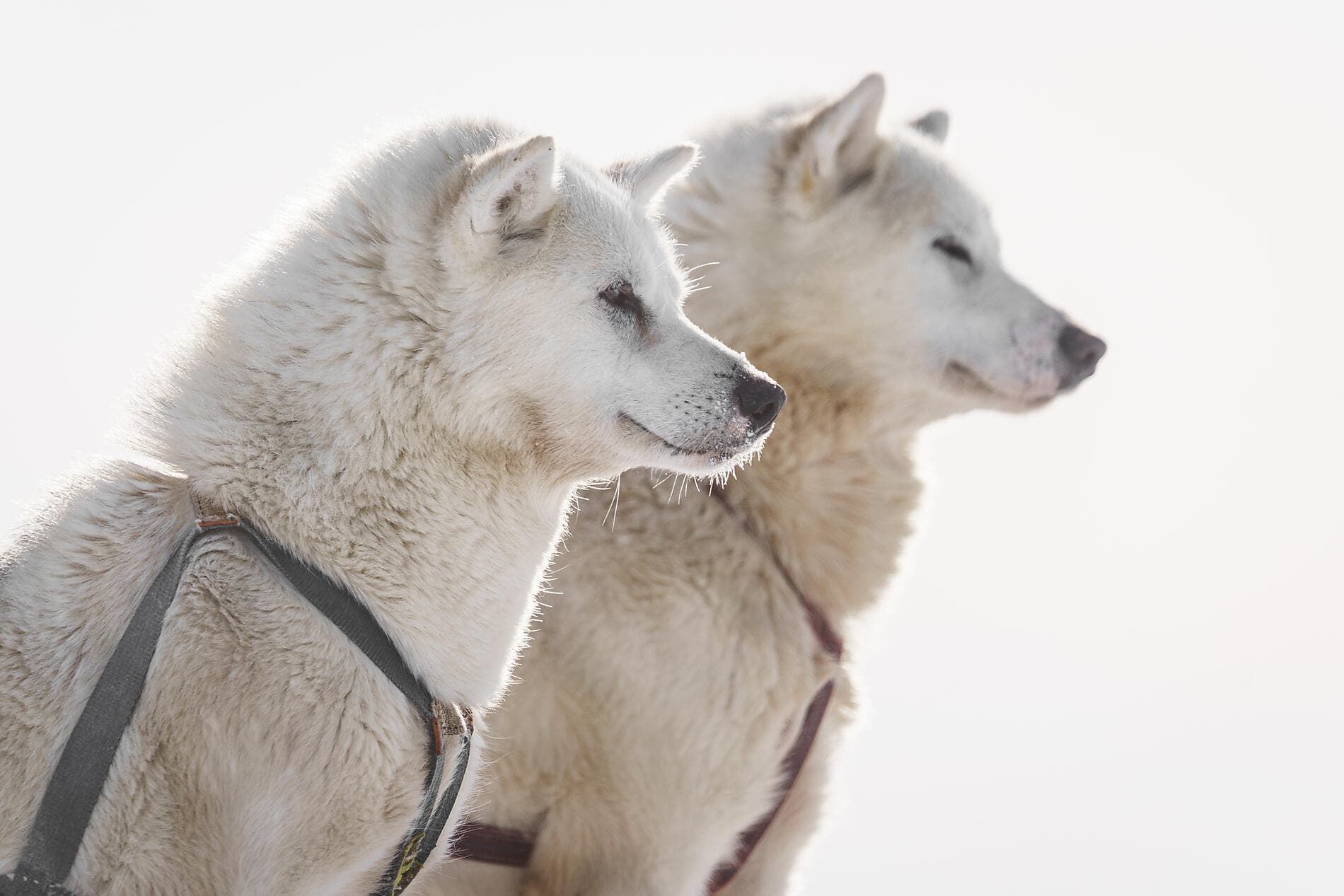 Grönland jenseits des Bekannten 