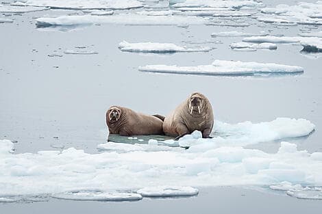24. Apr 27 - Erkundung der Polynya der nördlichen Gewässer
