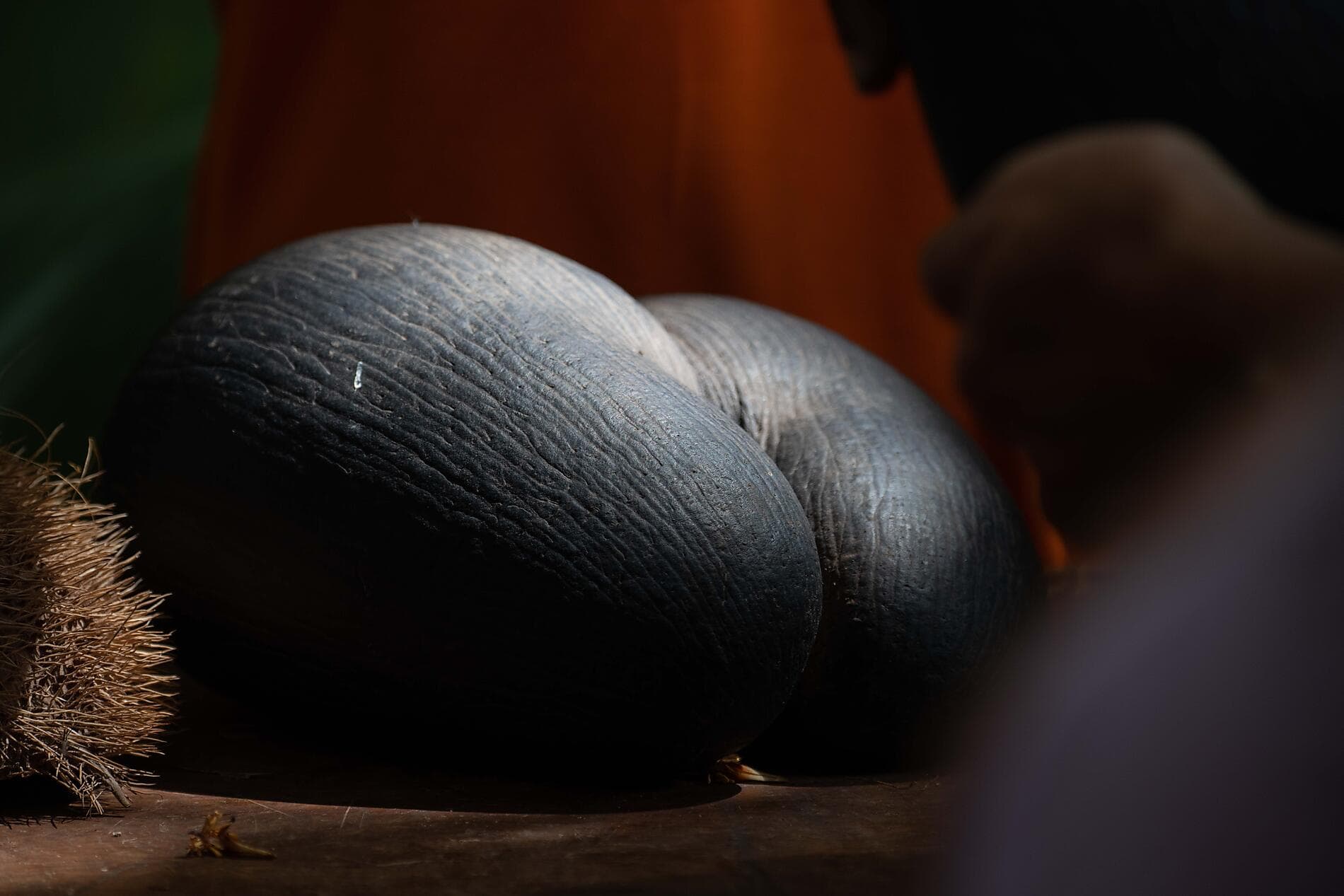 ighlights der Seychellen