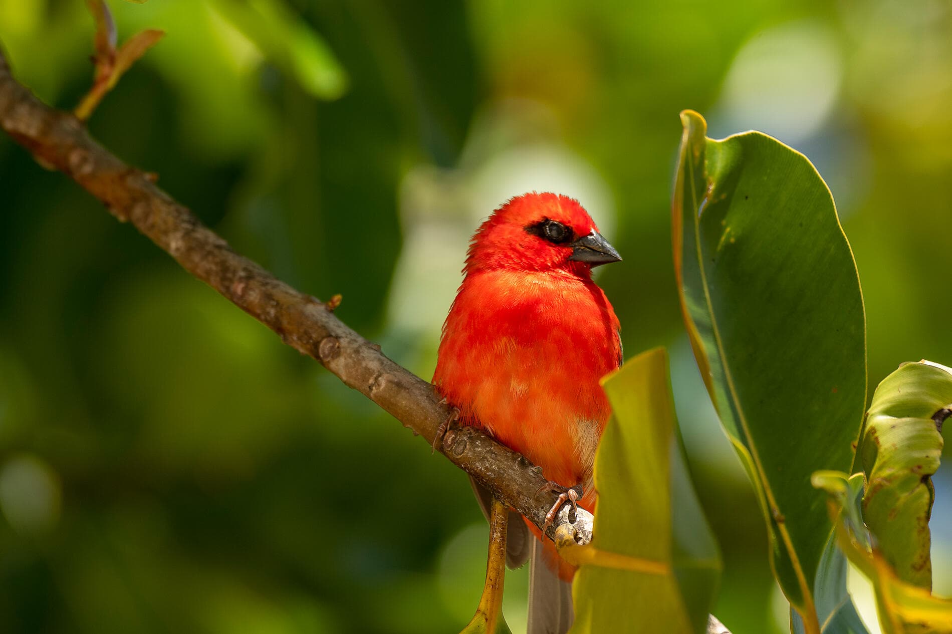 ighlights der Seychellen
