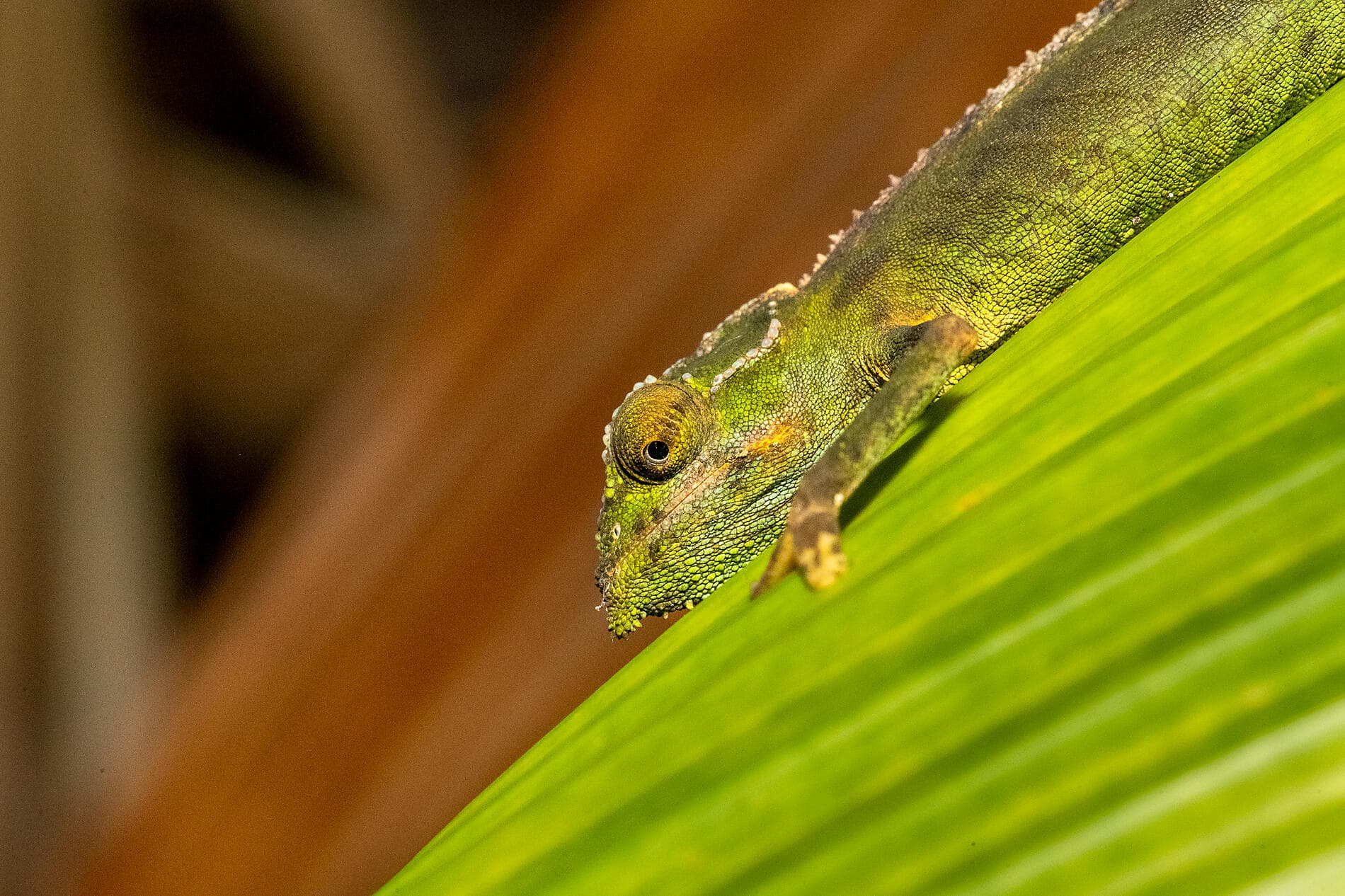 ighlights der Seychellen 