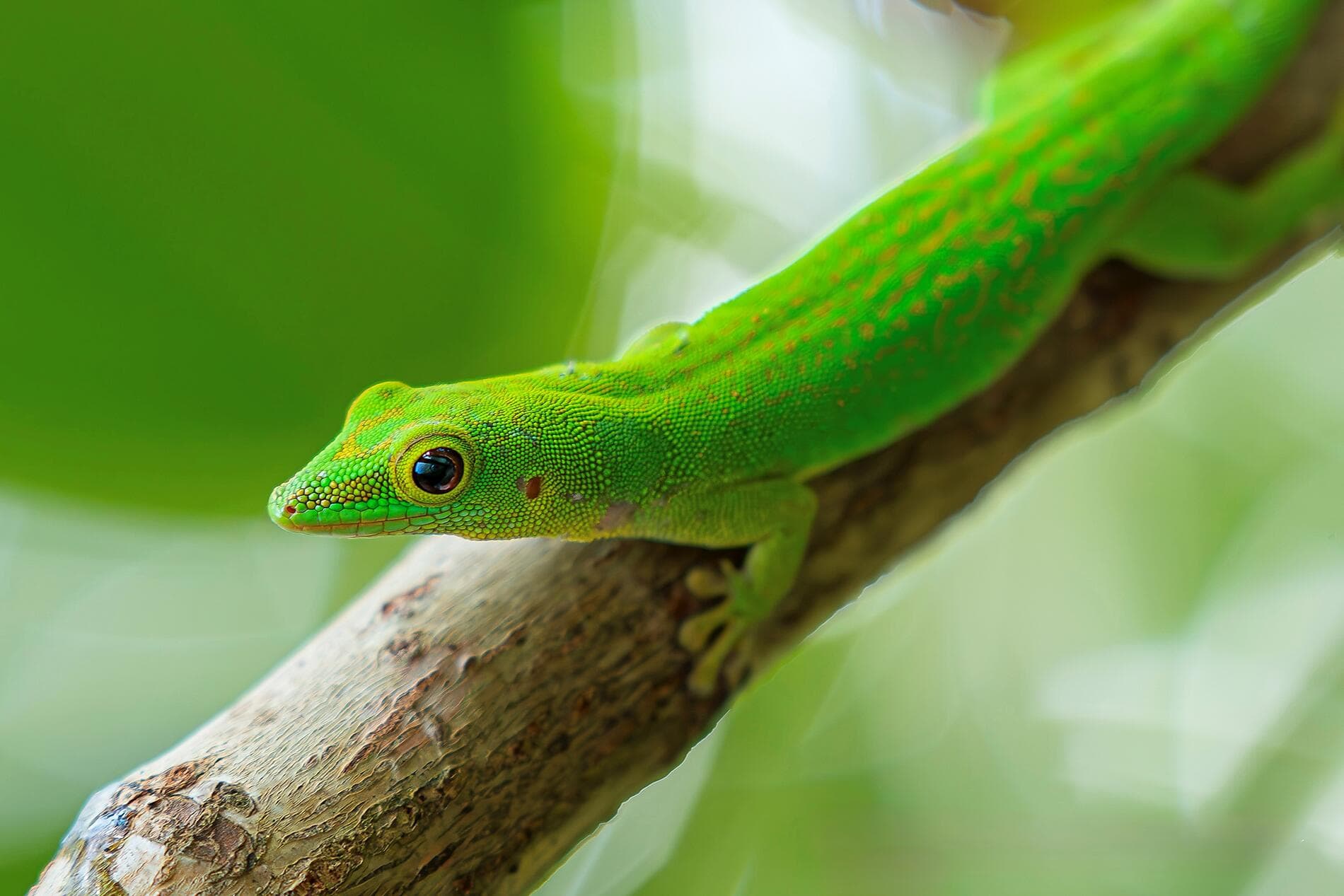 ighlights der Seychellen 