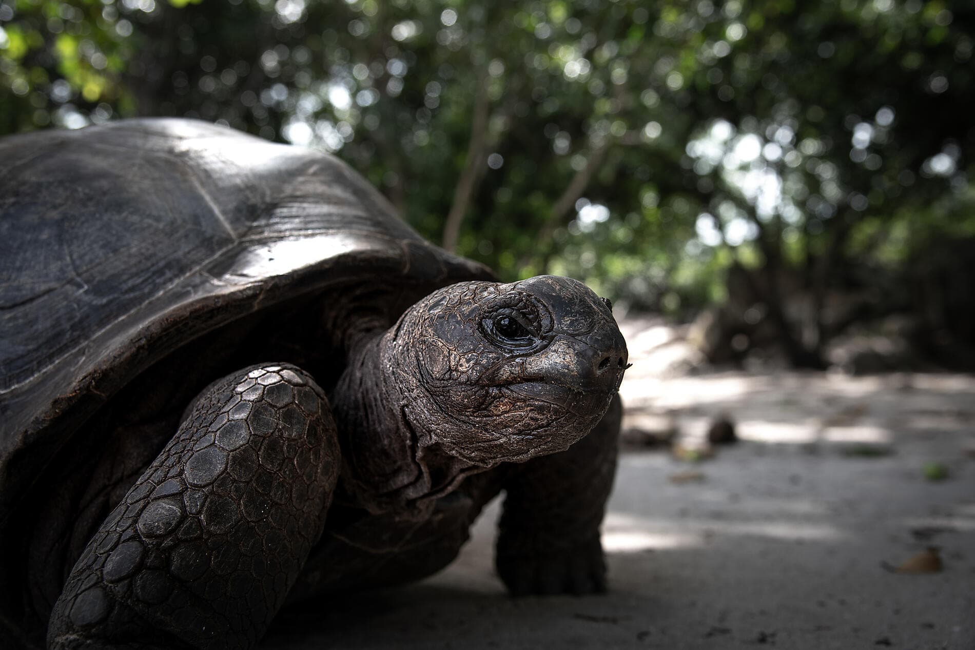 ighlights der Seychellen 