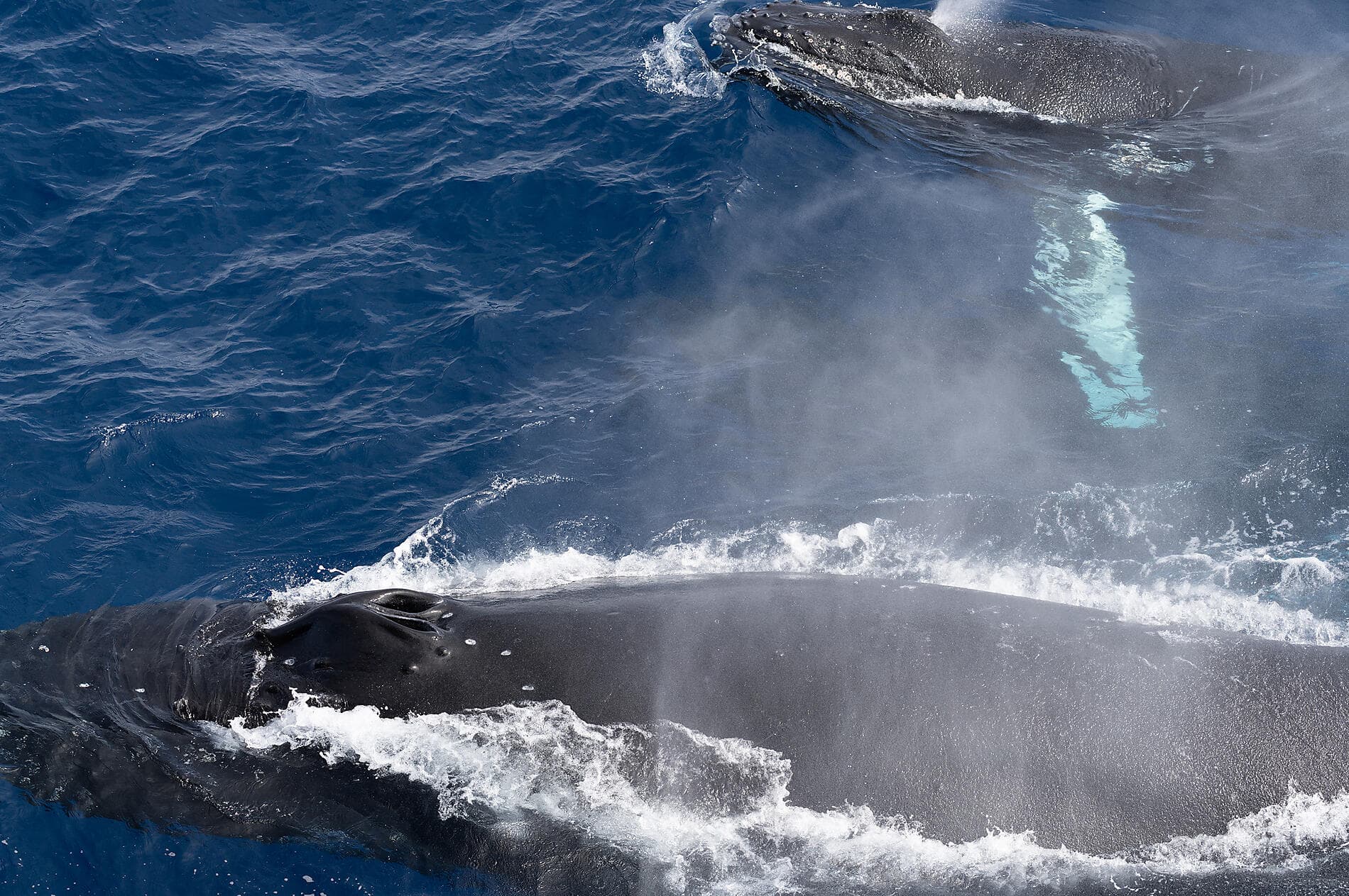 Antarctica: Ocean (Re)Imagined - with Woods Hole Oceanographic Institution 