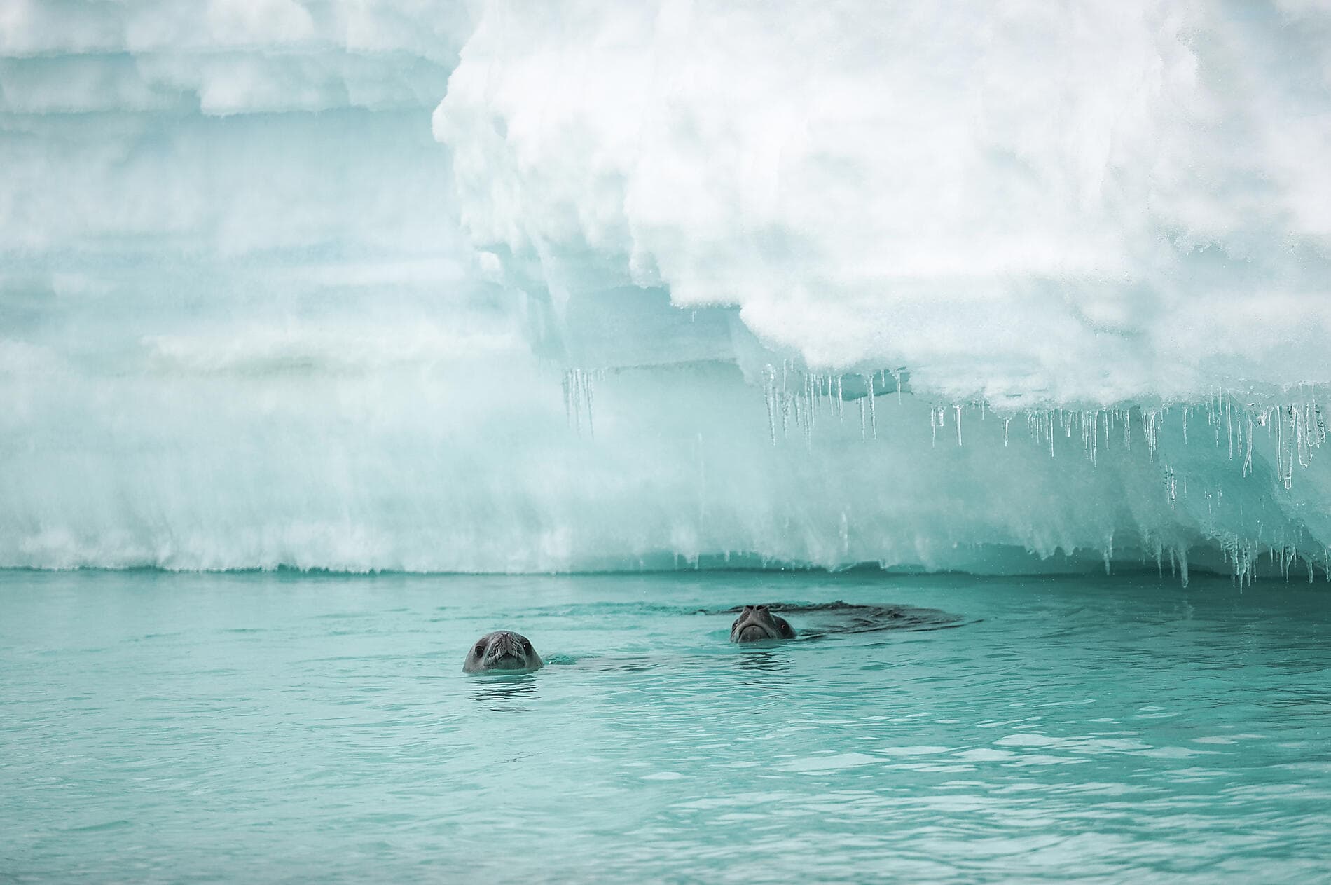 Antarctica: Ocean (Re)Imagined - with Woods Hole Oceanographic Institution 