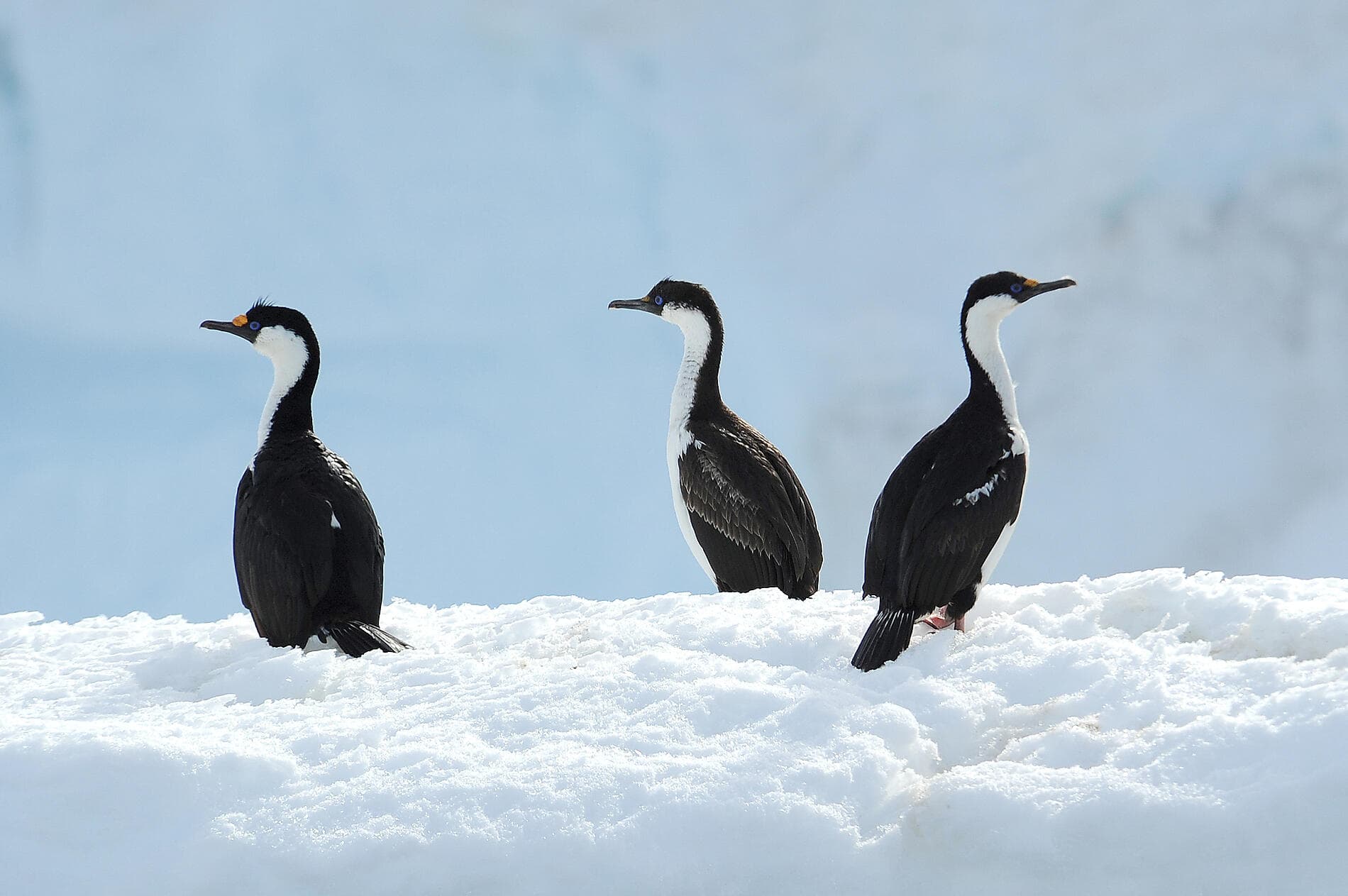 Antarctica: Ocean (Re)Imagined - with Woods Hole Oceanographic Institution 