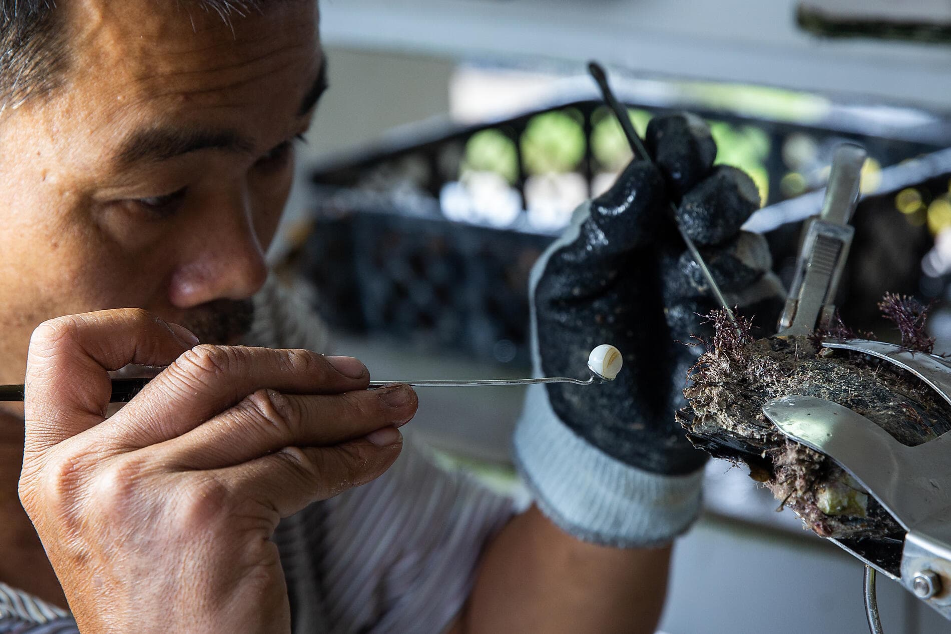 Geheimnisvoll: Französisch-Polynesien und die Insel Pitcairn 