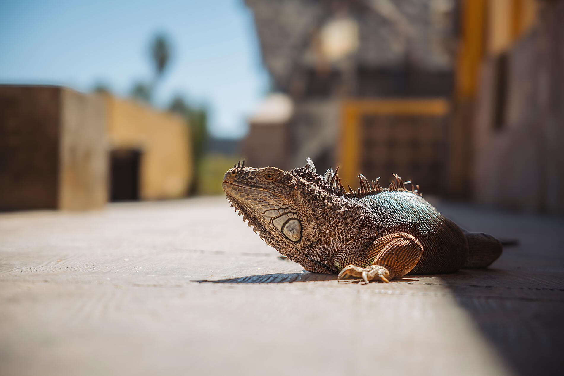 Baja California - Wale, Wüsten und weite Küsten – mit Smithsonian Journeys 