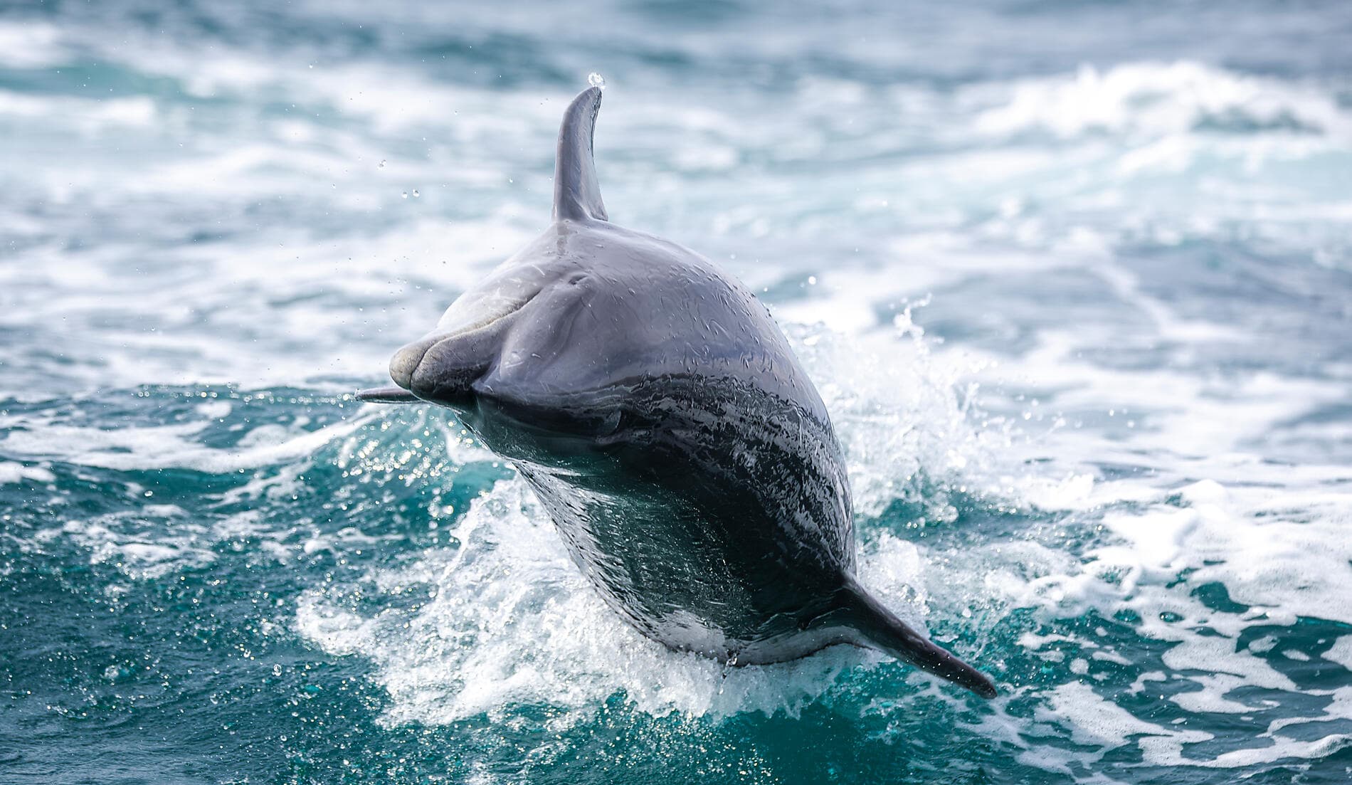 Baja California - Wale, Wüsten und weite Küsten – mit Smithsonian Journeys 