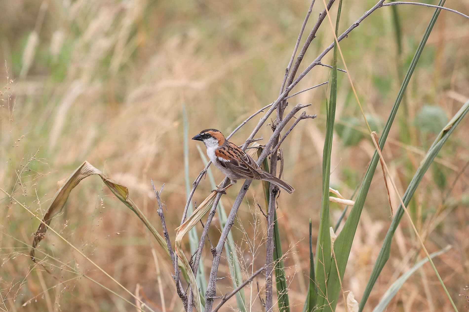 Zwischen Vulkanen und Ozean, von den Kapverden bis zu den Kanaren  