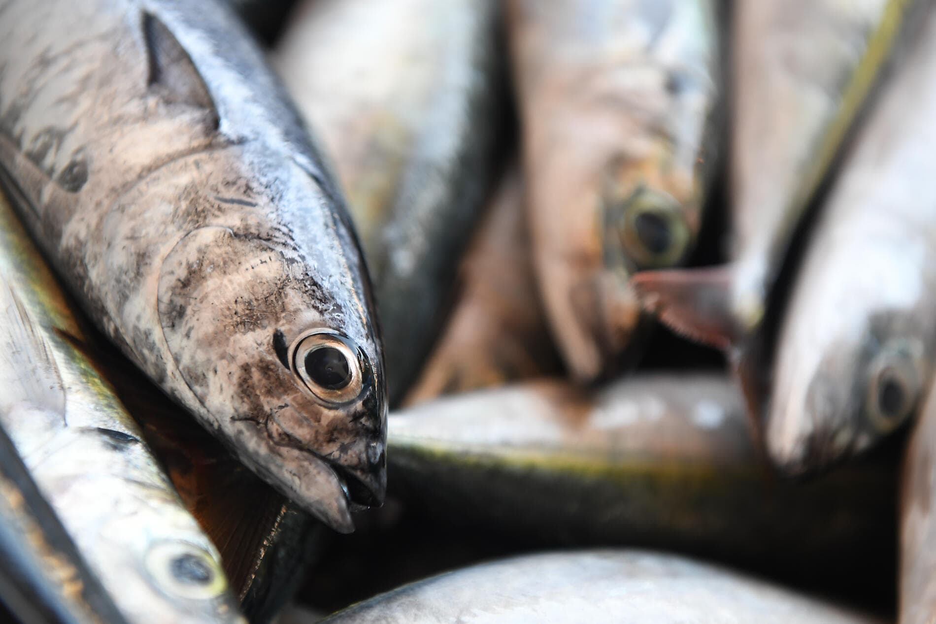 Zwischen Vulkanen und Ozean, von den Kapverden bis zu den Kanaren  