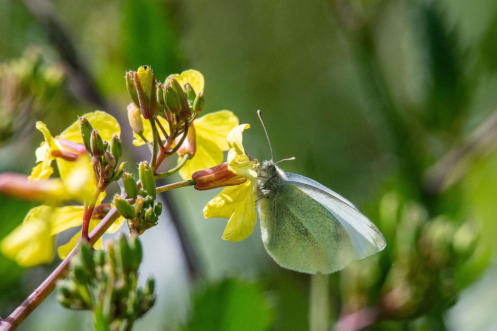 Britische Archipele und keltische Küsten 