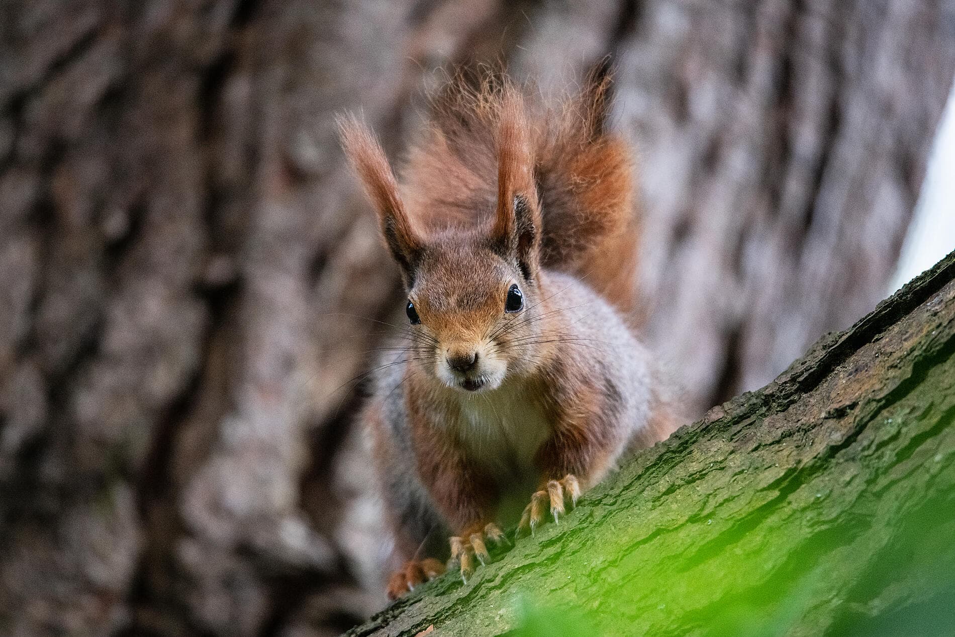 Britische Archipele und keltische Küsten 