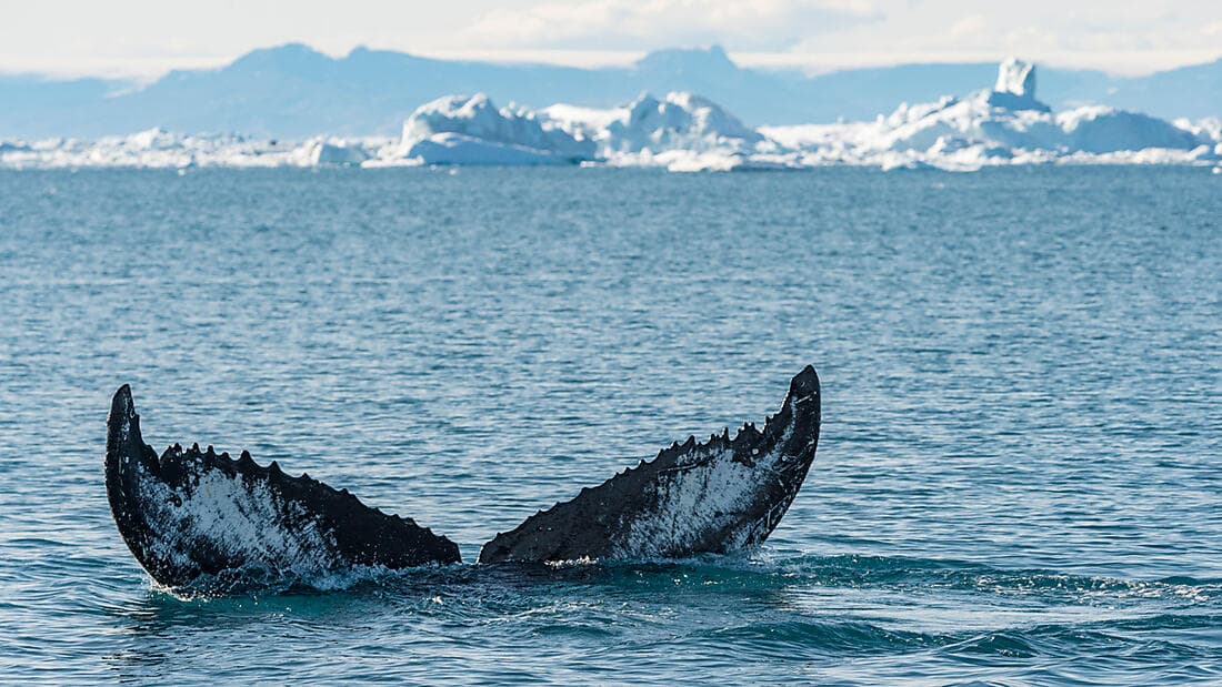Im Herzen der Nordwest-Passage