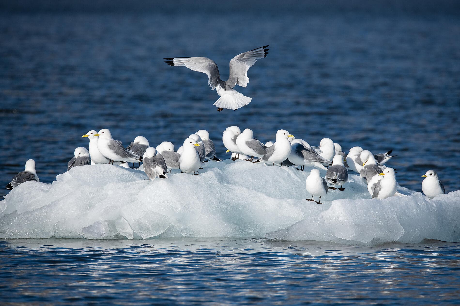 Arktis-Abenteuer von Spitzbergen nach Island 