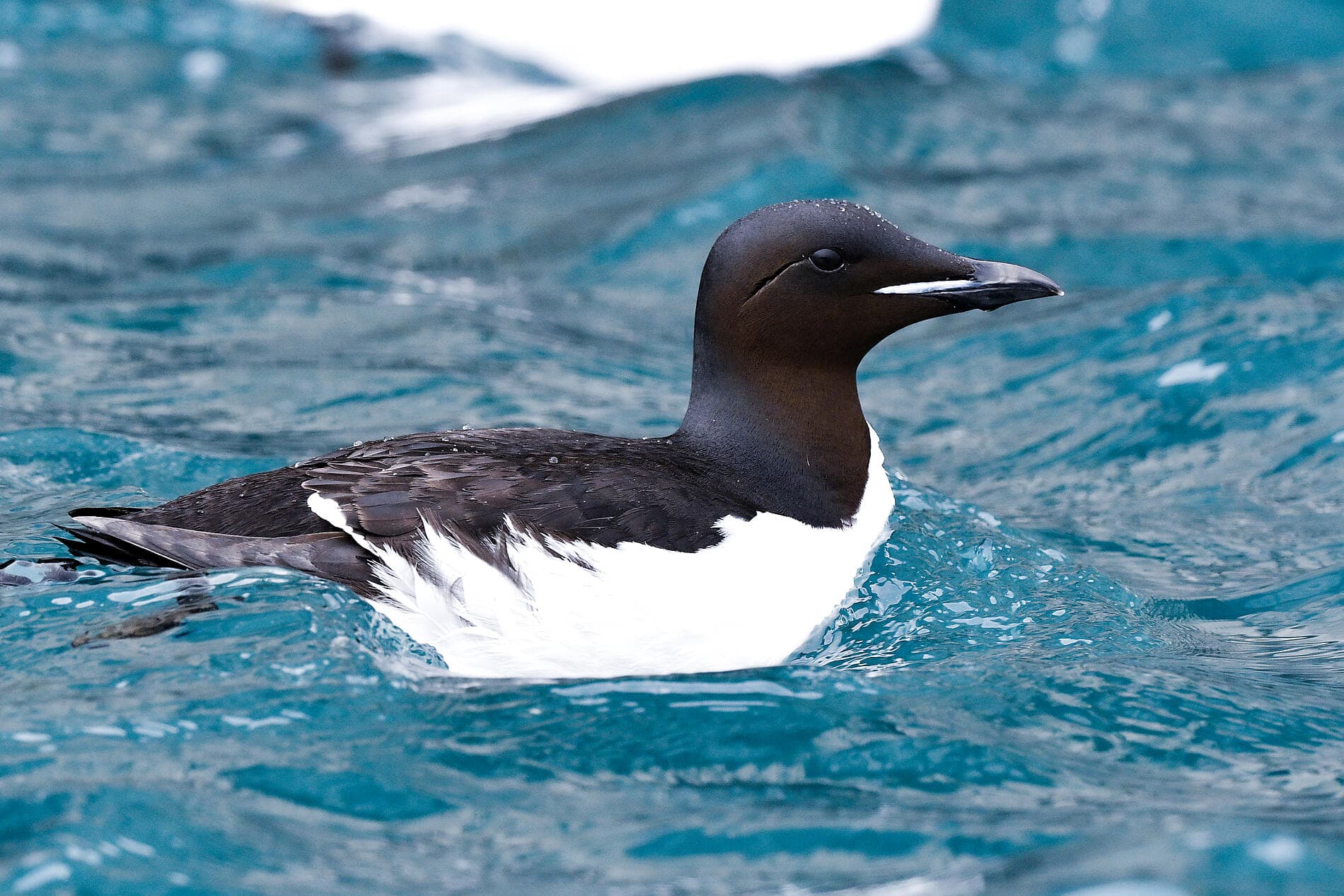 Arktis-Abenteuer von Spitzbergen nach Island 