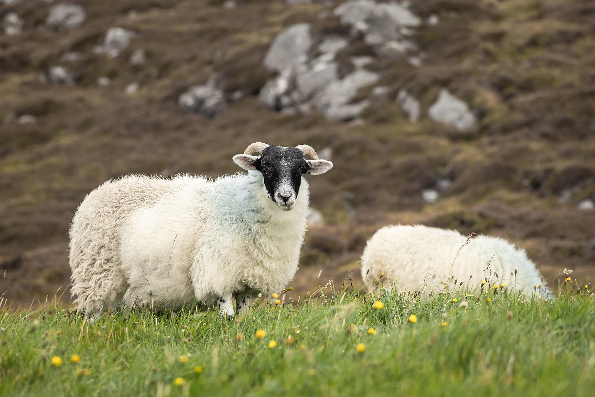 Wildes Schottland und mythische Inseln 