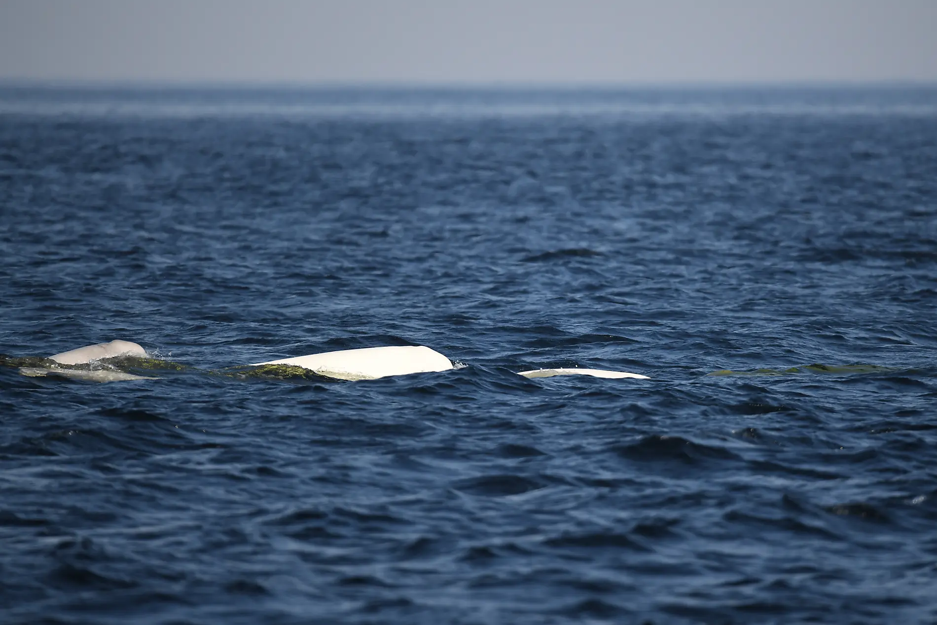 Auf den Spuren der Wikinger, von Island nach Kanada