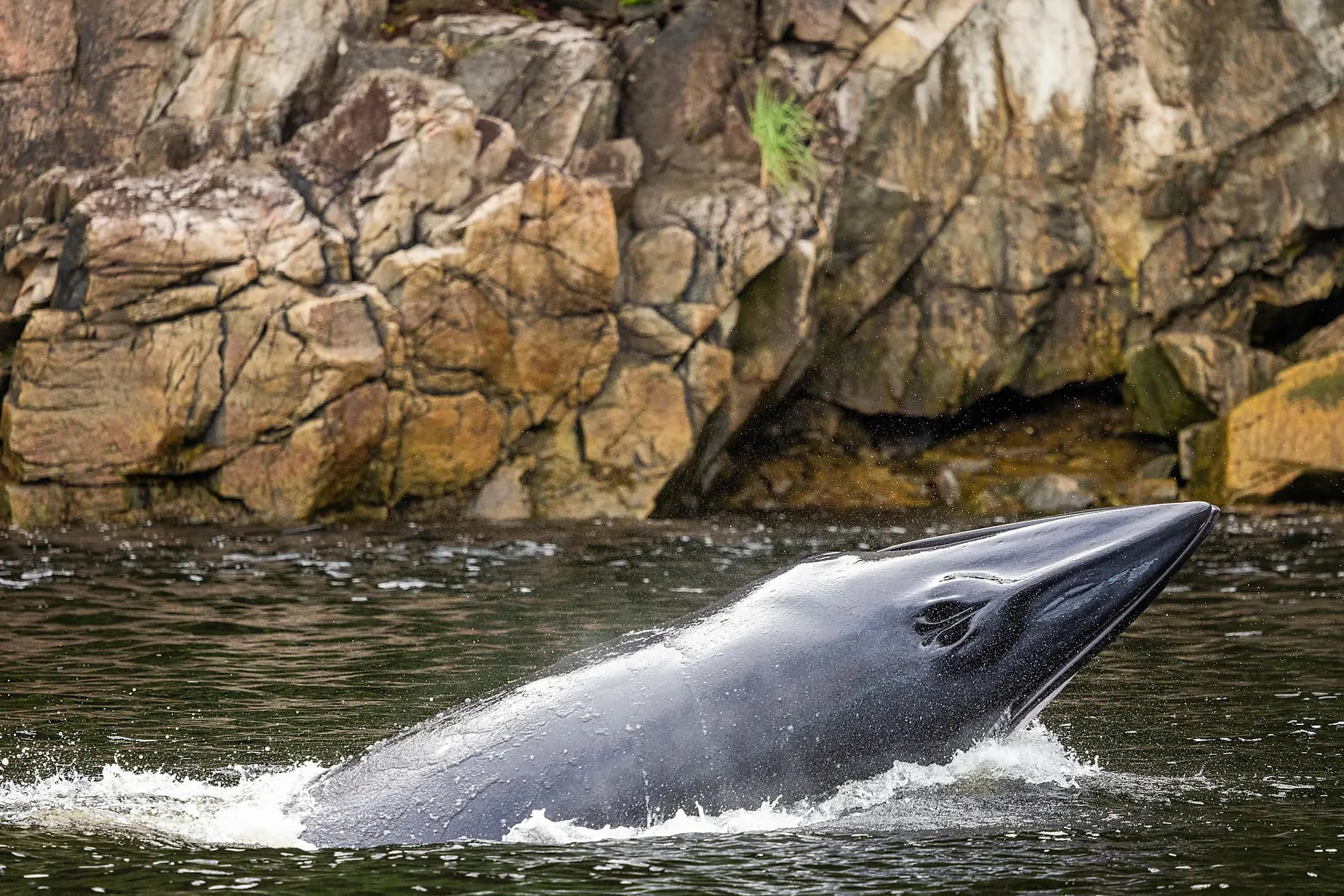 Auf den Spuren der Wikinger, von Island nach Kanada