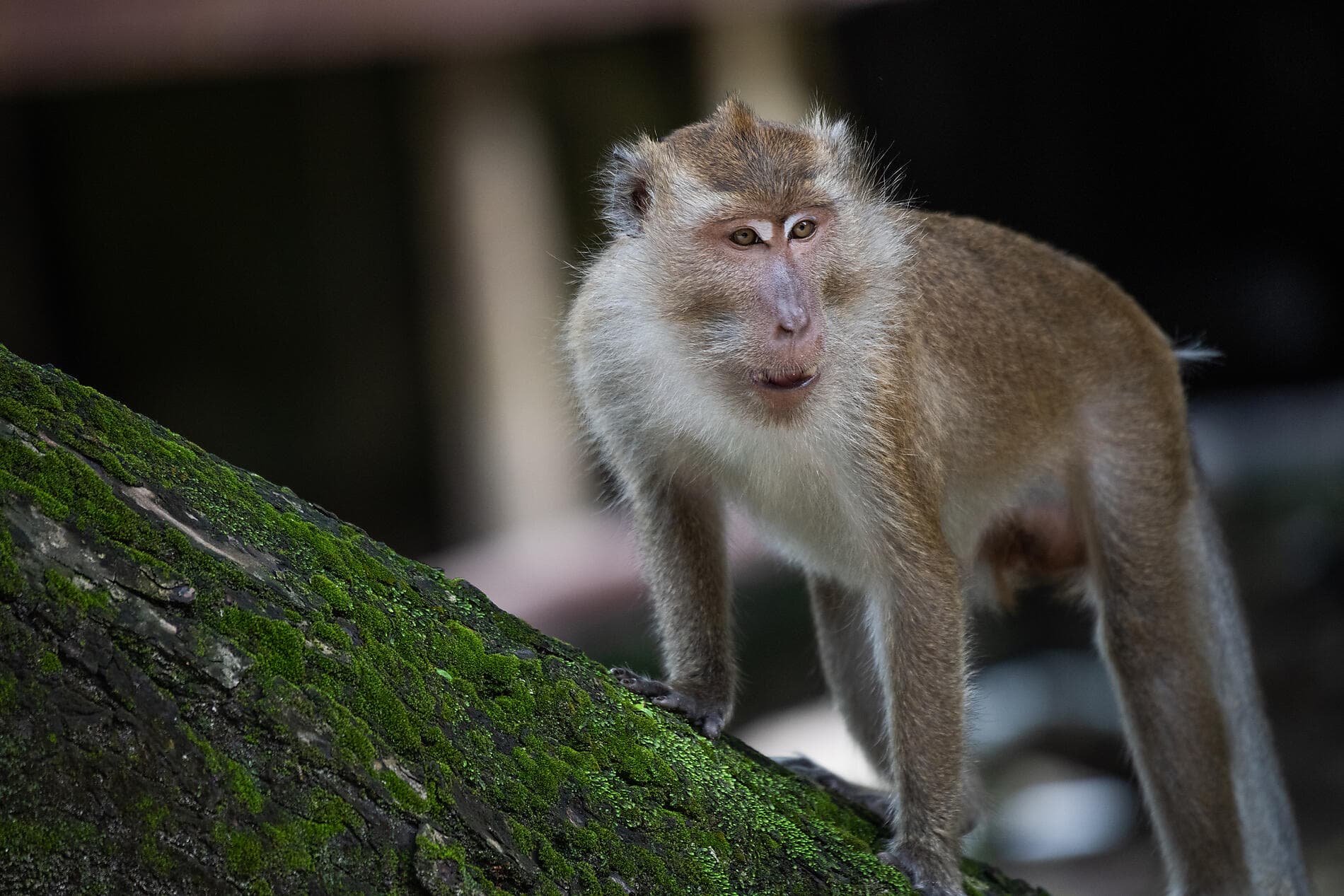 Von Tempeln und Vulkanen, Indonesien pur 
