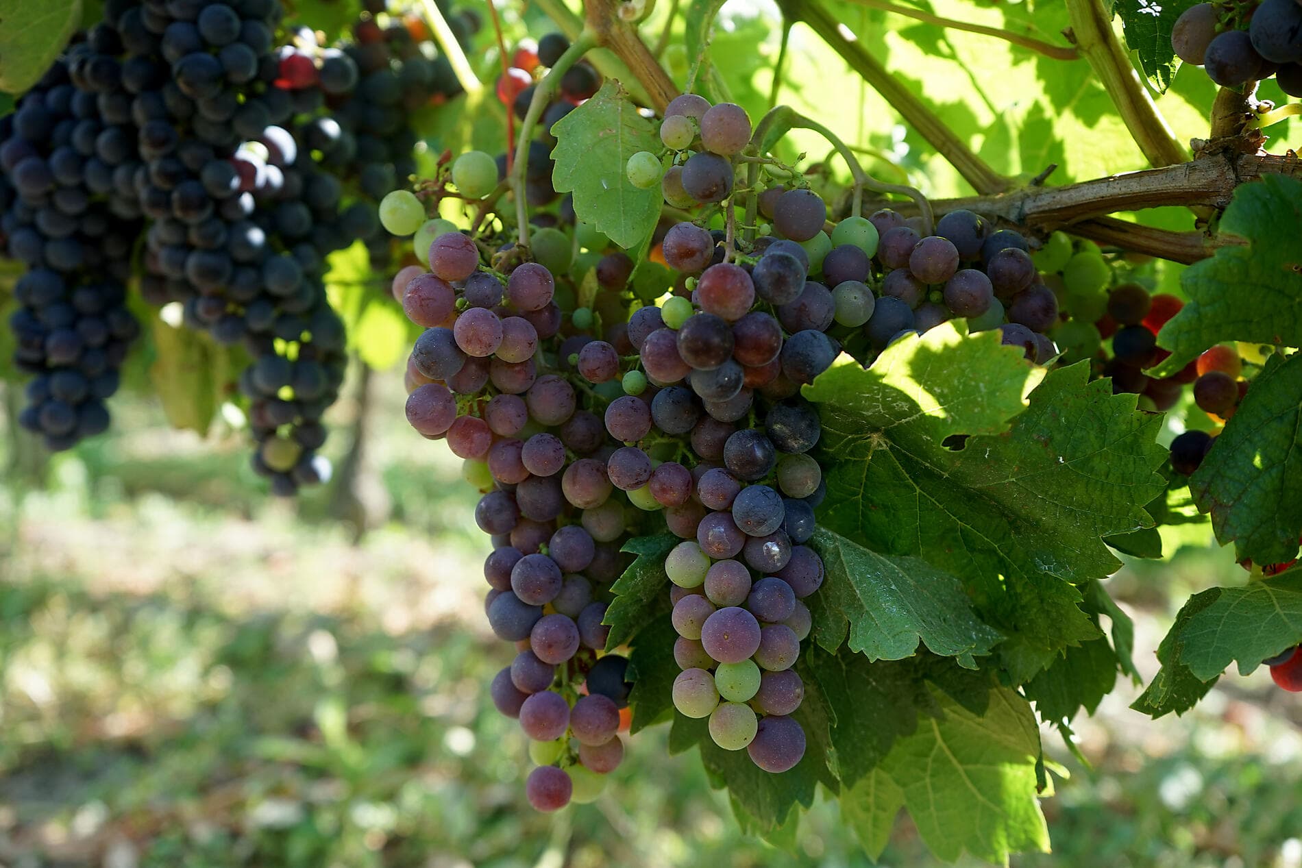Gaumenfreuden, Weinberge und Ozean 