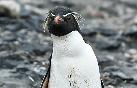19. Nov 26 > 18. Nov 26 - The Neck, Saunders Island