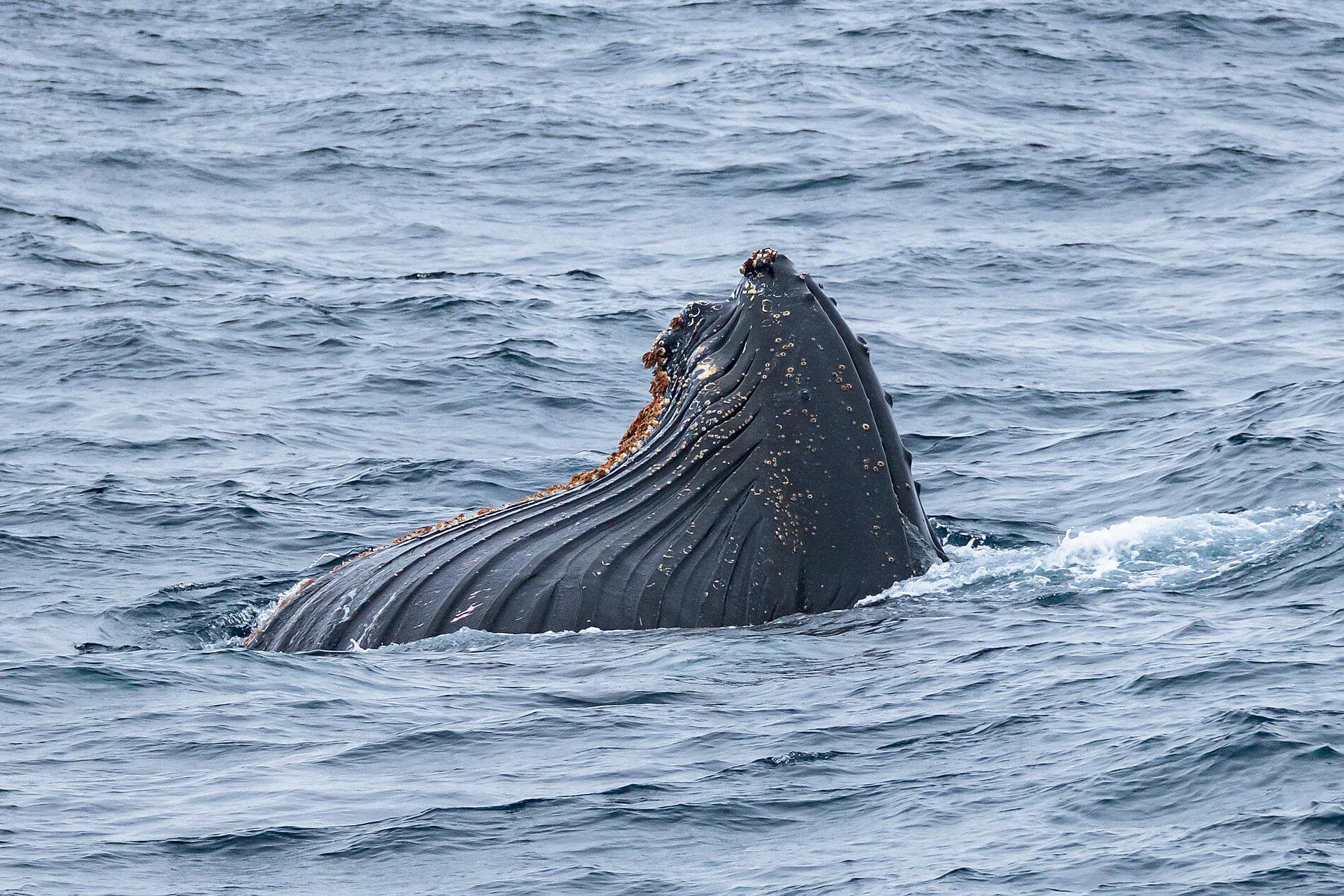 Expedition ins eisige Weddell-Meer 