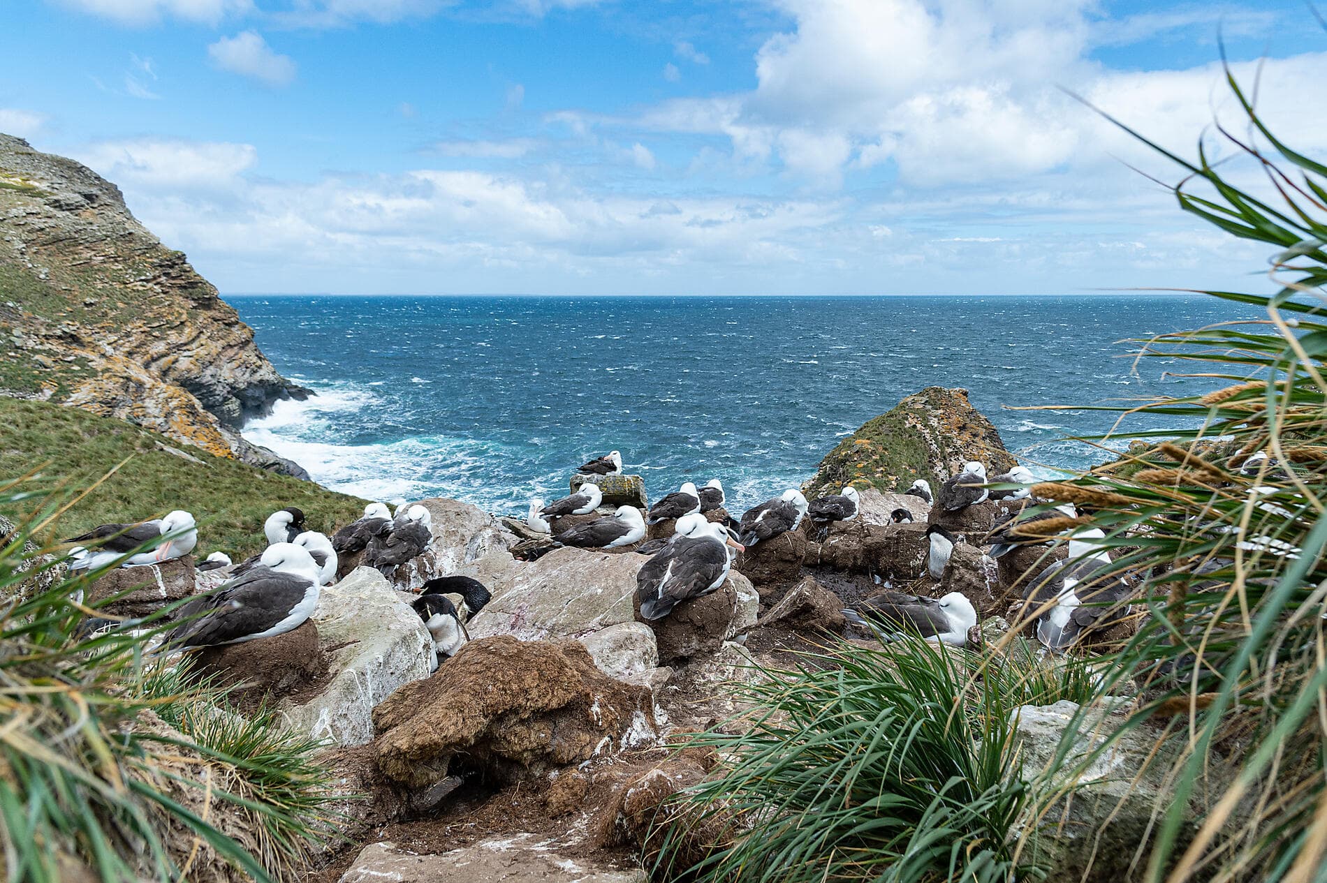 Falkland, Südgeorgien & Halbinsel Valdés: Im Herzen der Wildnis  