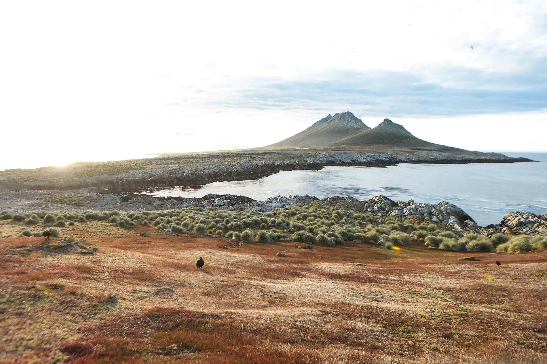 Falkland, Südgeorgien & Halbinsel Valdés: Im Herzen der Wildnis  