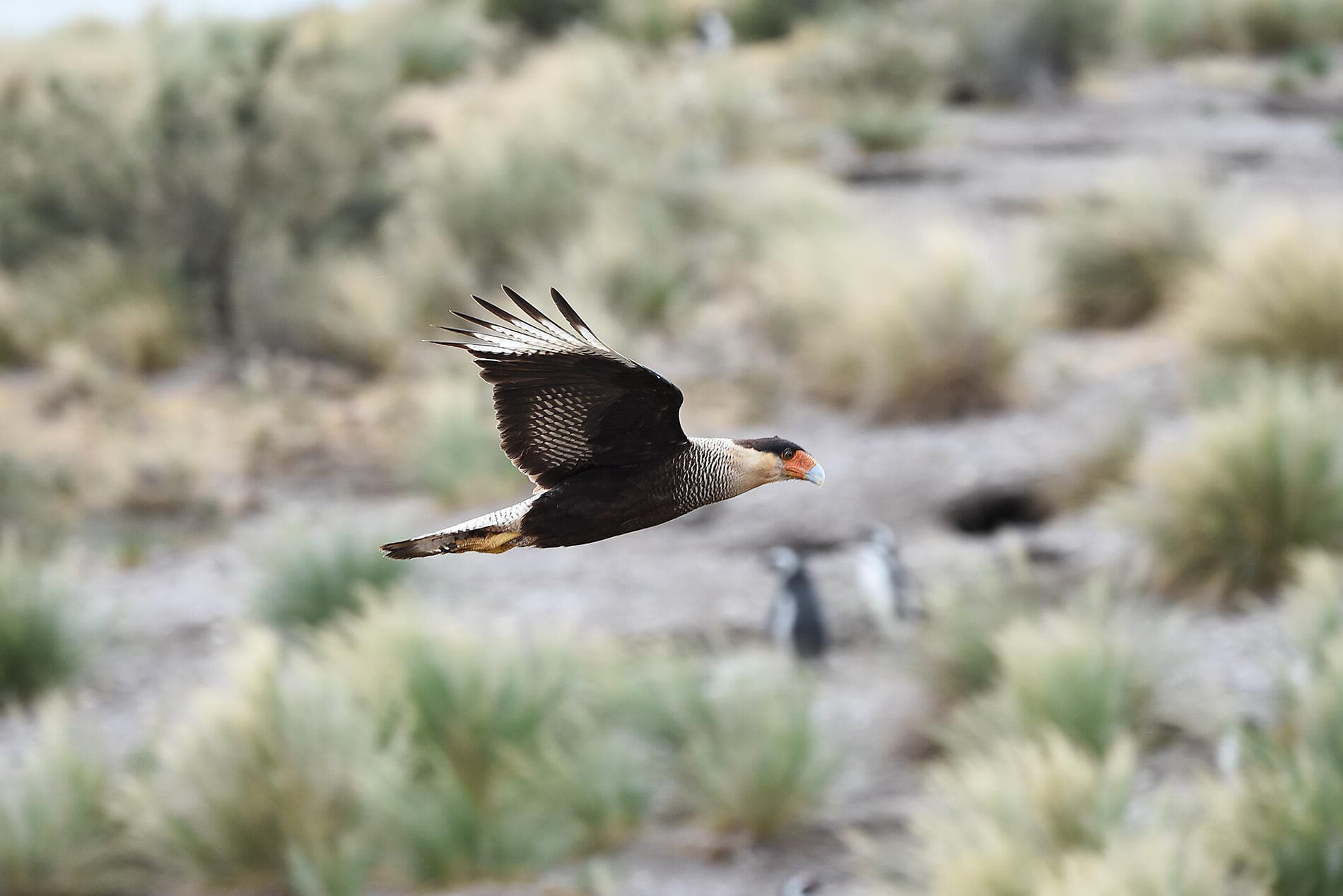 Falkland, Südgeorgien & Halbinsel Valdés: Im Herzen der Wildnis  