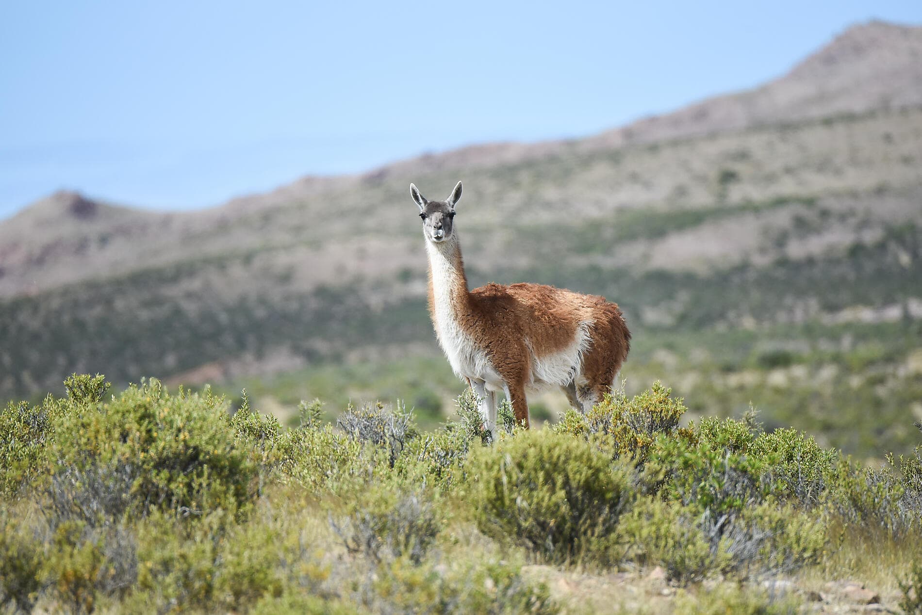 Falkland, Südgeorgien & Halbinsel Valdés: Im Herzen der Wildnis  