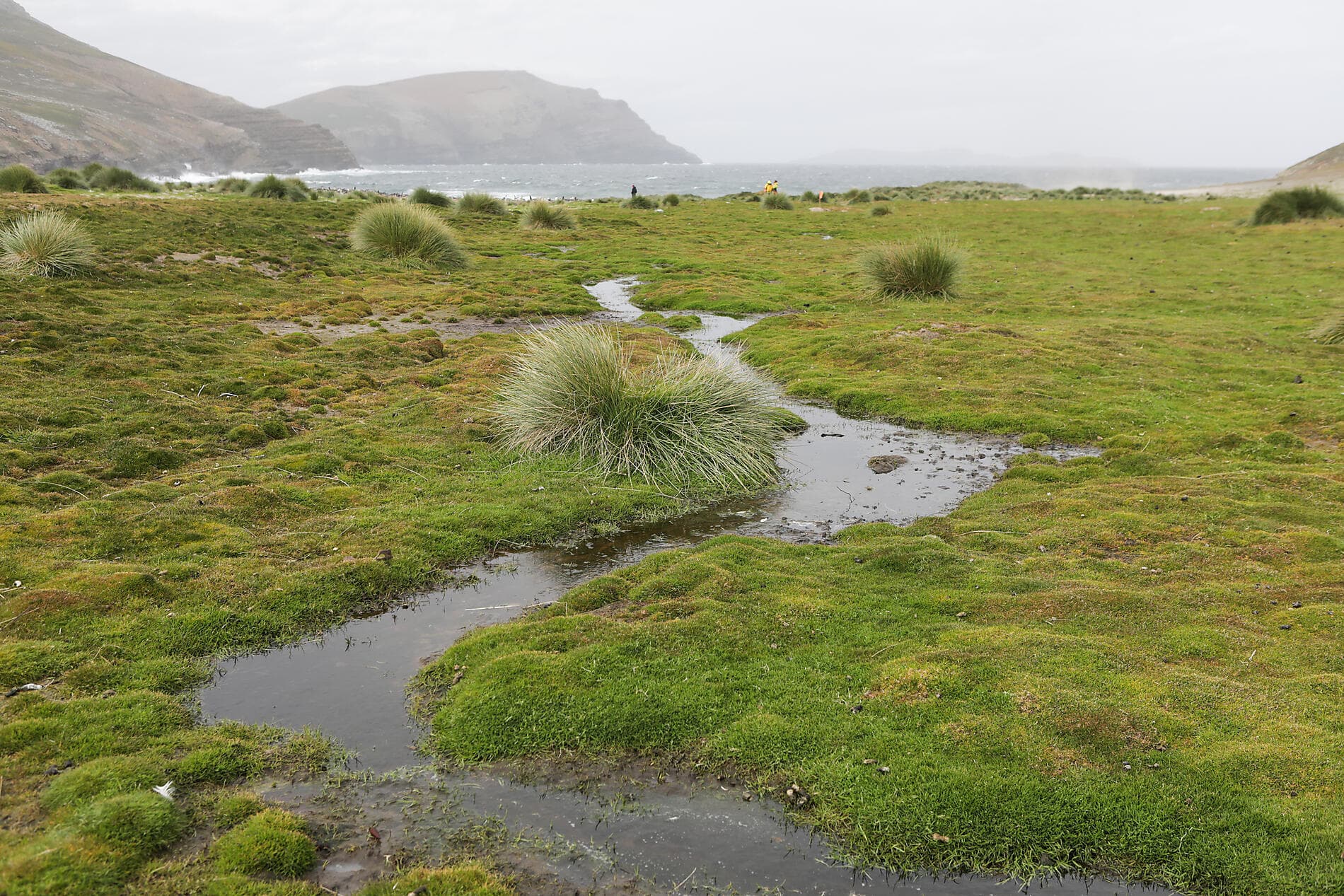 Falkland, Südgeorgien & Halbinsel Valdés: Im Herzen der Wildnis  