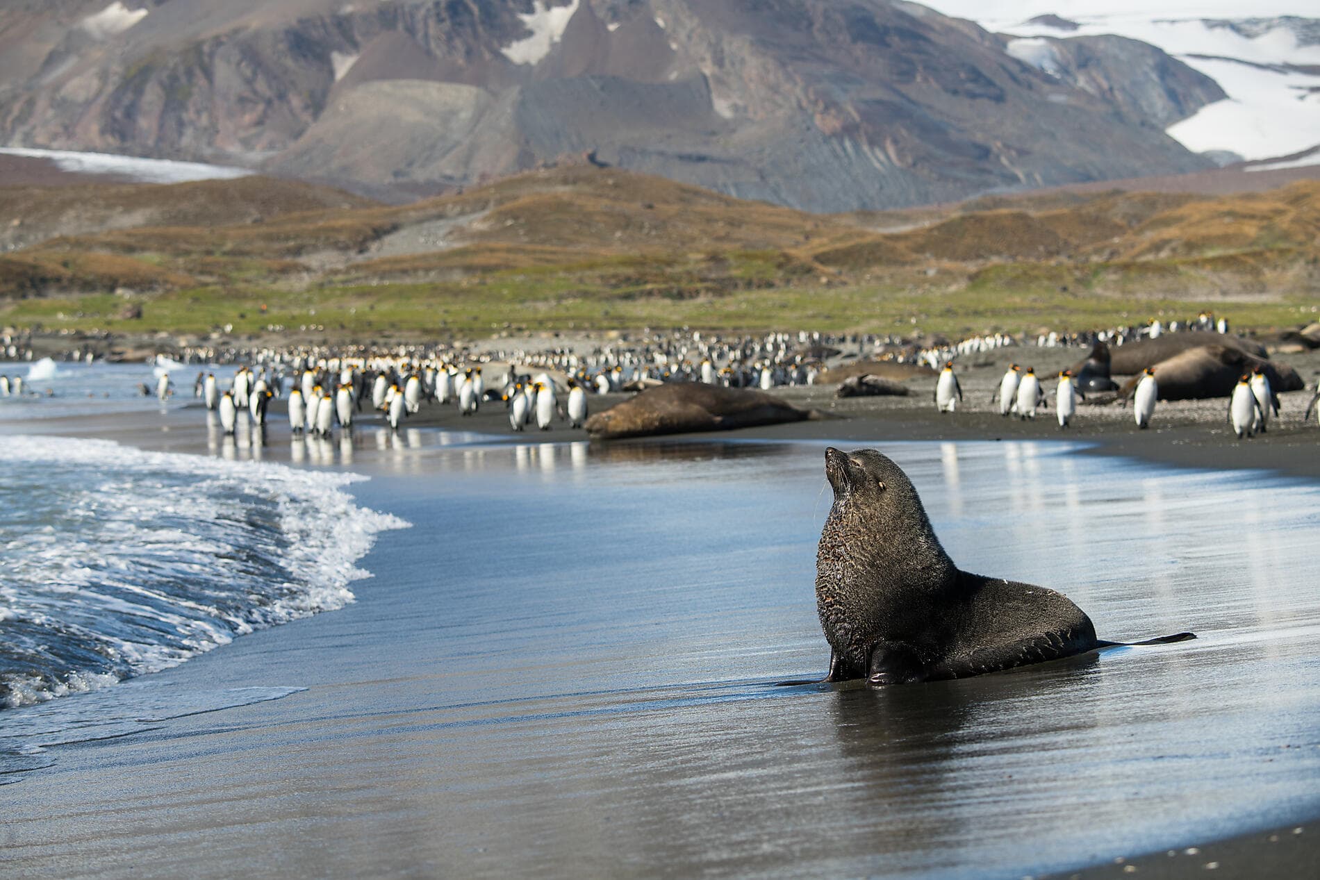 Falkland, Südgeorgien & Halbinsel Valdés: Im Herzen der Wildnis  