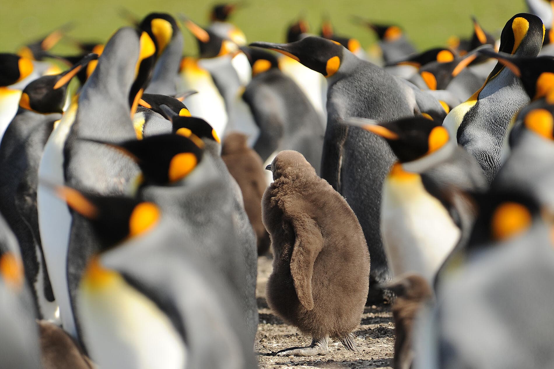 Falkland, Südgeorgien & Halbinsel Valdés: Im Herzen der Wildnis  